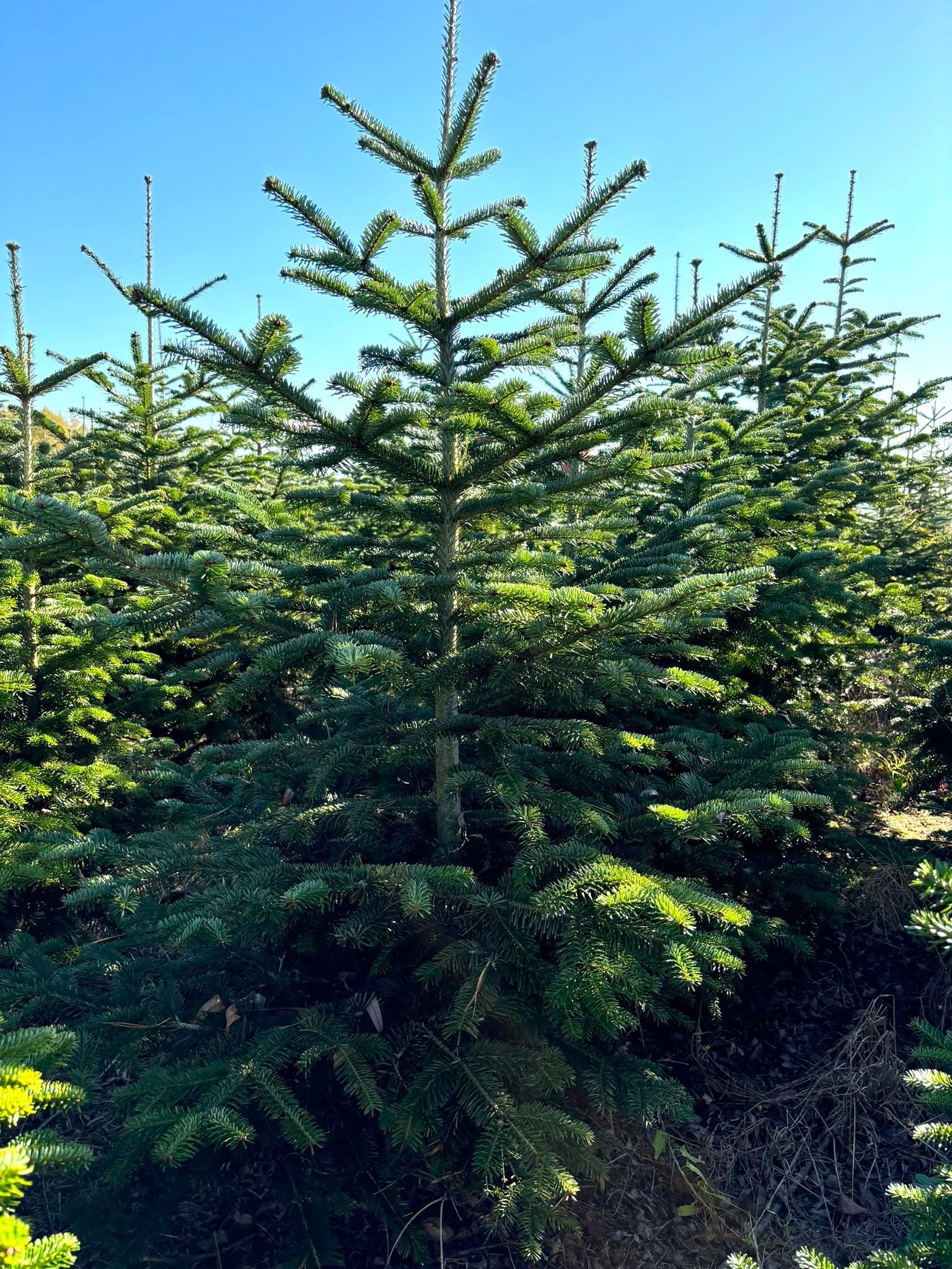 25 Semi Abete Coreano (Abies Koreana) - Conifera Ornamentale Con Coni Viola