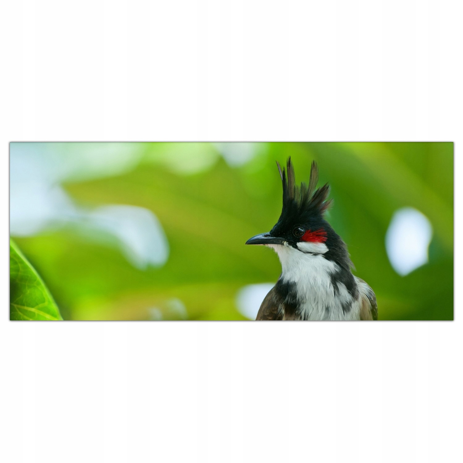 

Obraz Szklany Foto-obraz Tropiki Ptak Las 125x50