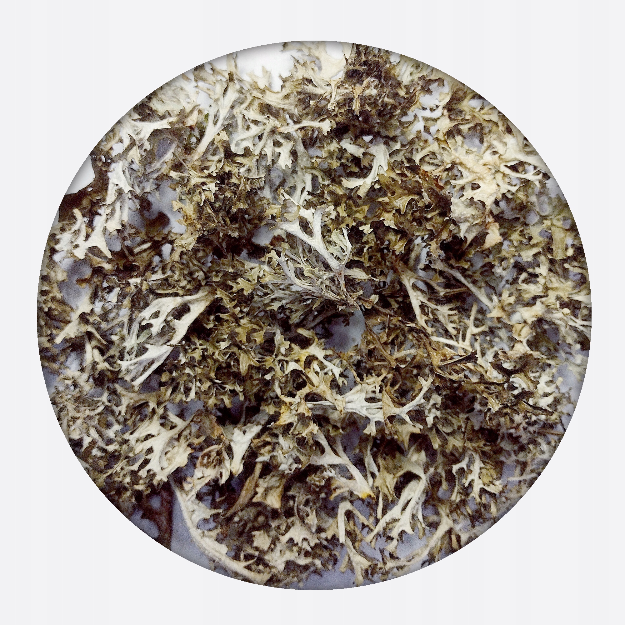 Levně Islandský lišejník celý Plicní štítná žláza 100 g