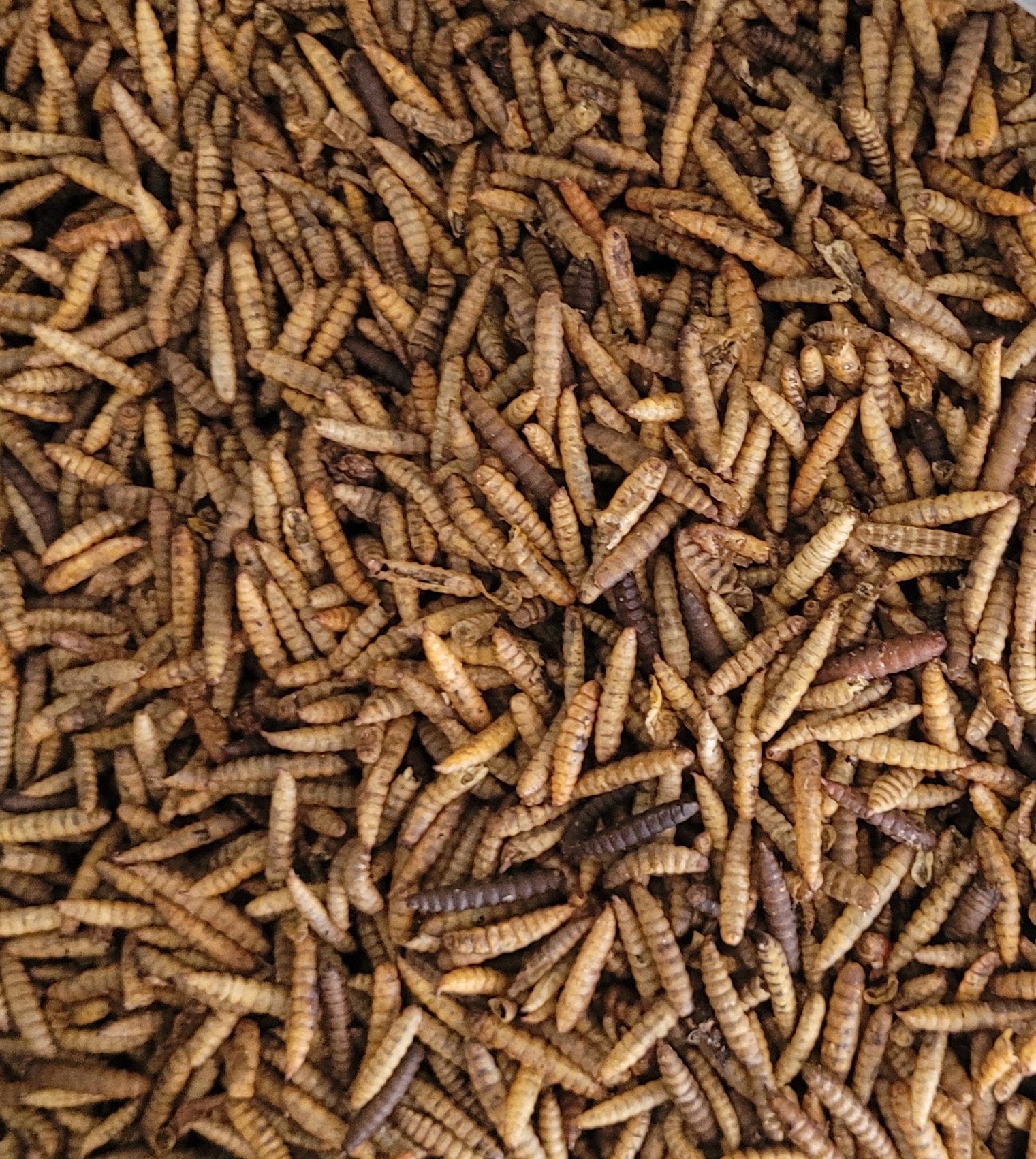 Levně Sušené krmivo pro želvy larvy much krmivo 5 kg Glopex