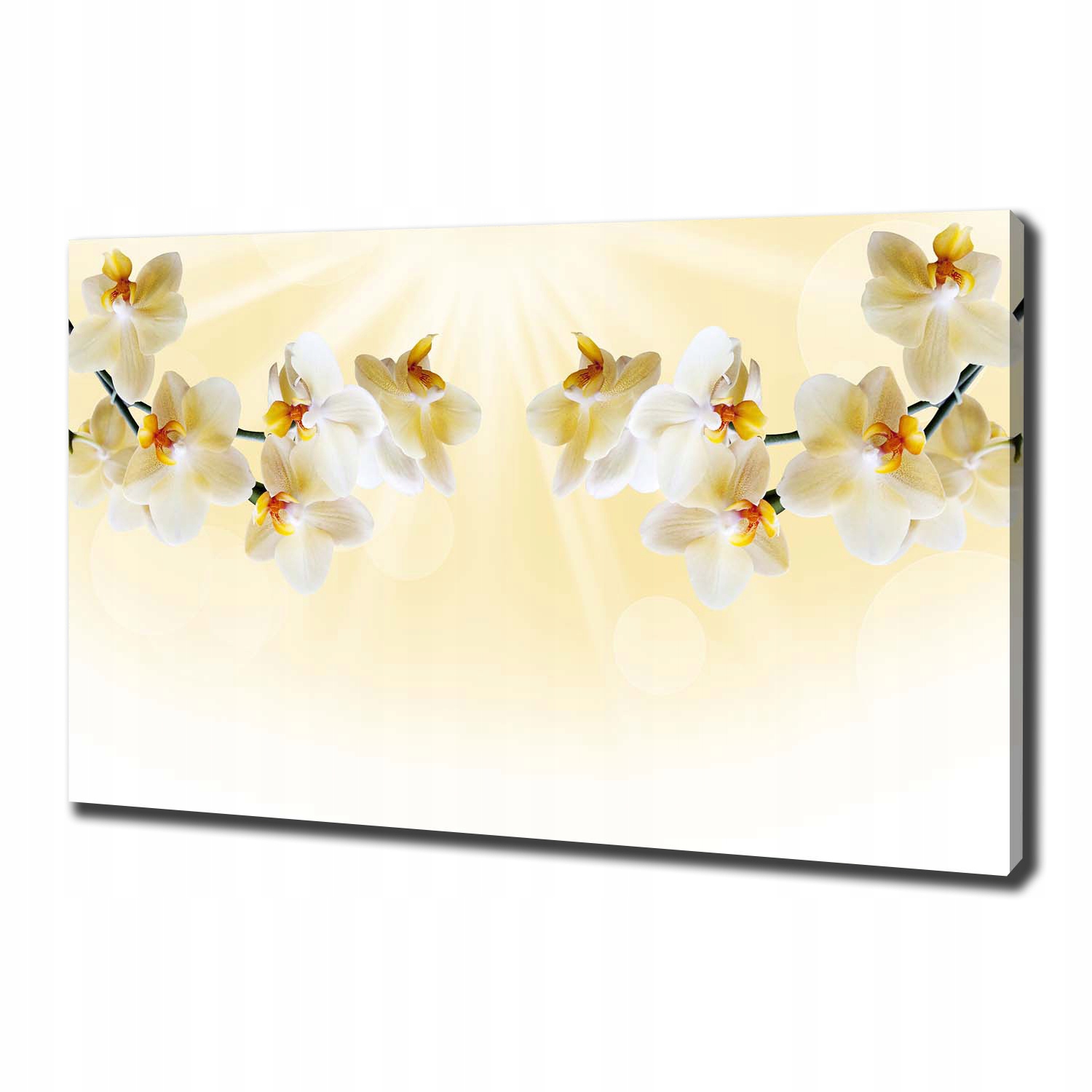 Fotoobraz canvas na zeď Orchidej 100 x 70 cm