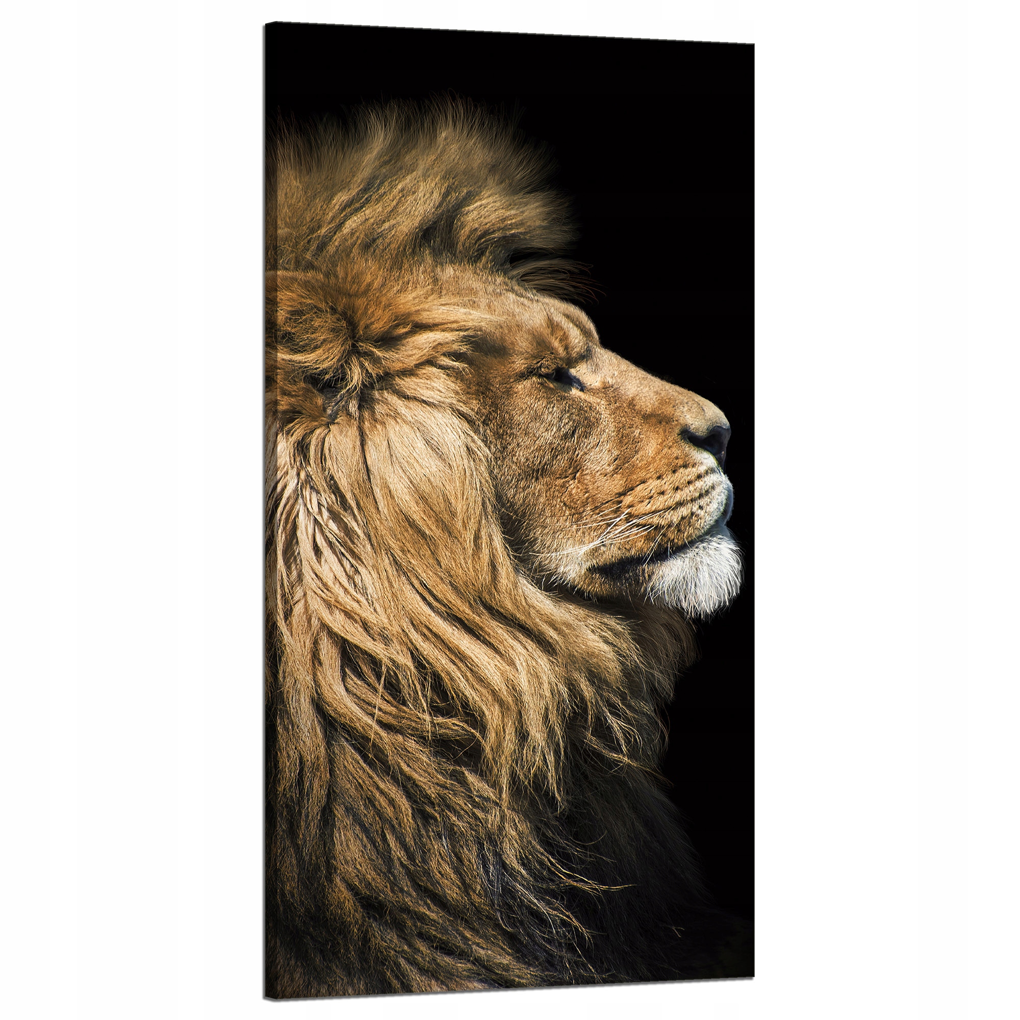 Obraz na plátně Portrét lva bokem Divočina Příroda 60x120 cm