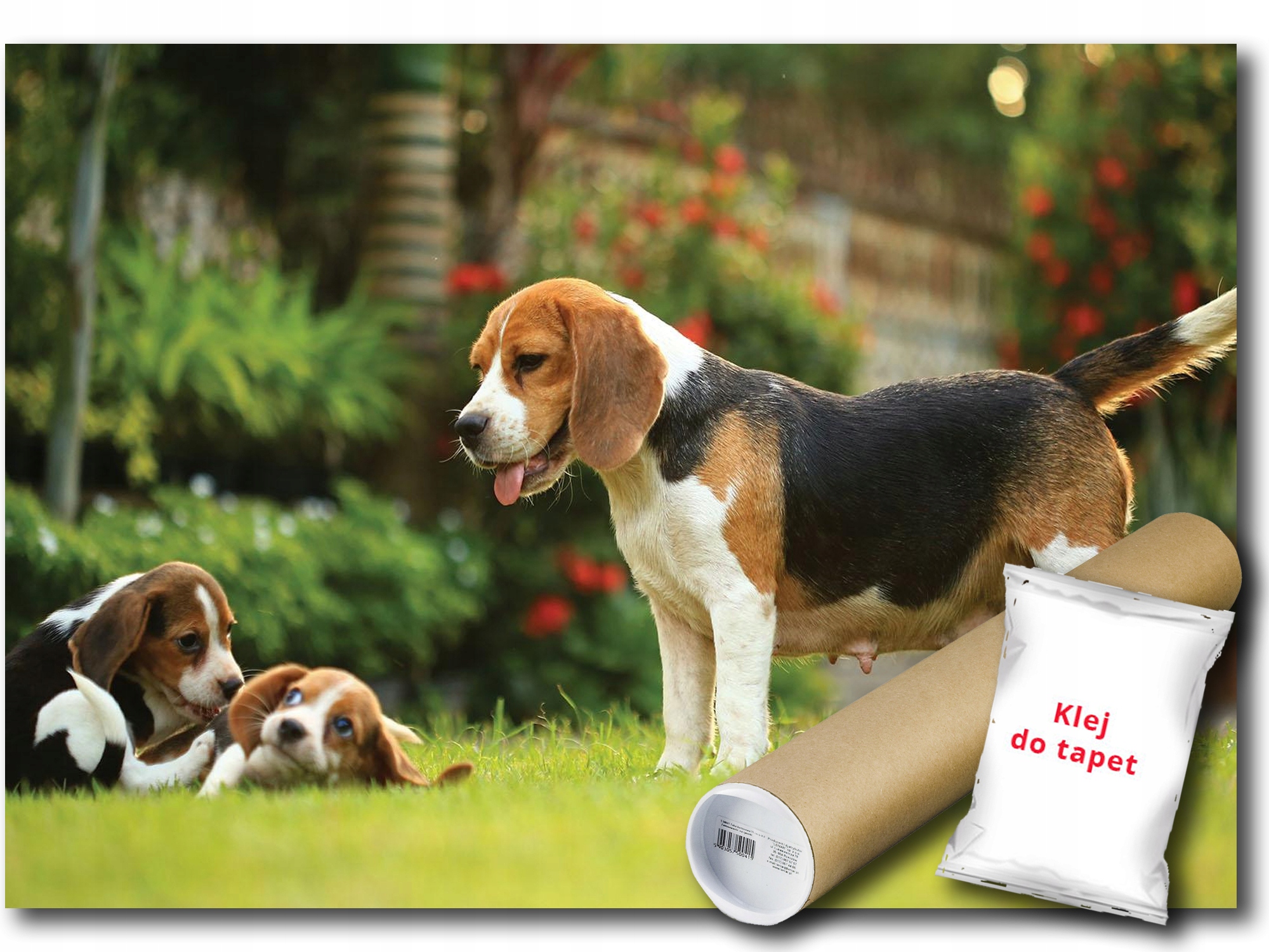 Vinylová Fototapeta Pes Beagle Rodina 254x184