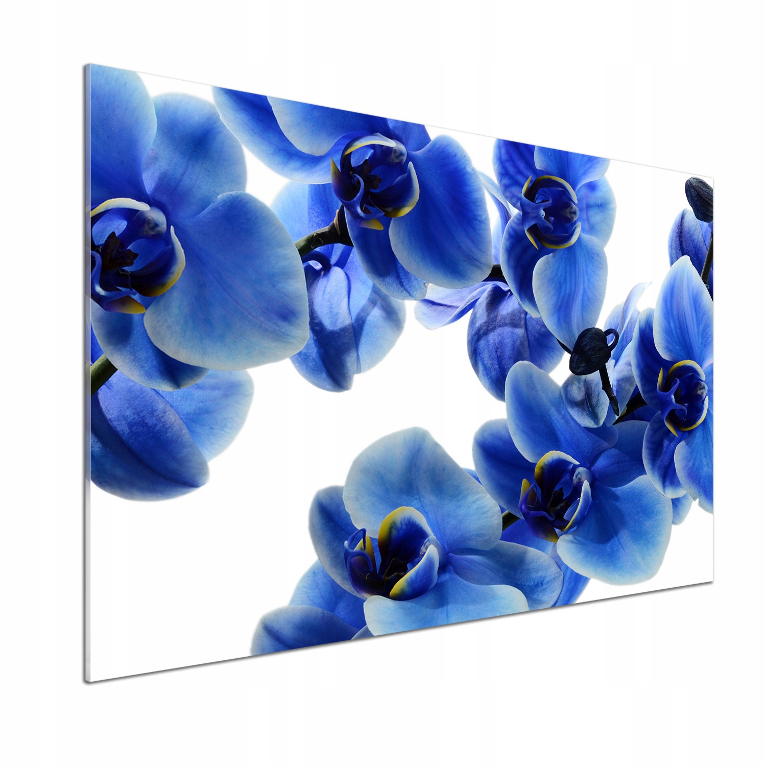 Panel do kuchyne Modrá orchidea 100x70 Lepidlo