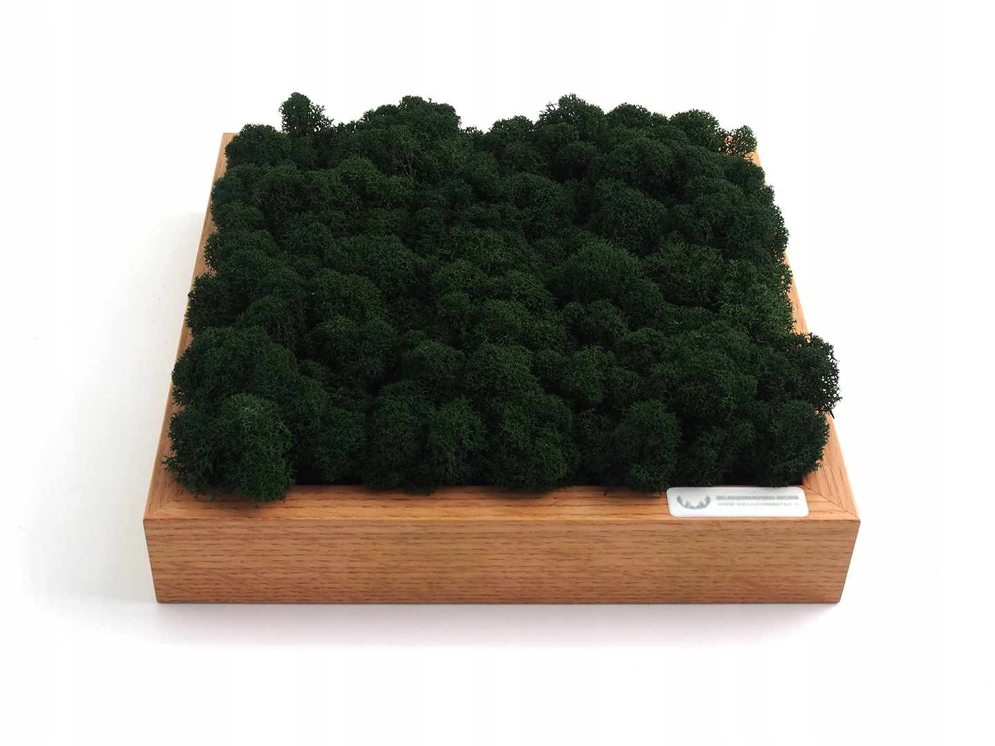 Mech chrobotek fiński 500g Rodzaj mech chrobotek