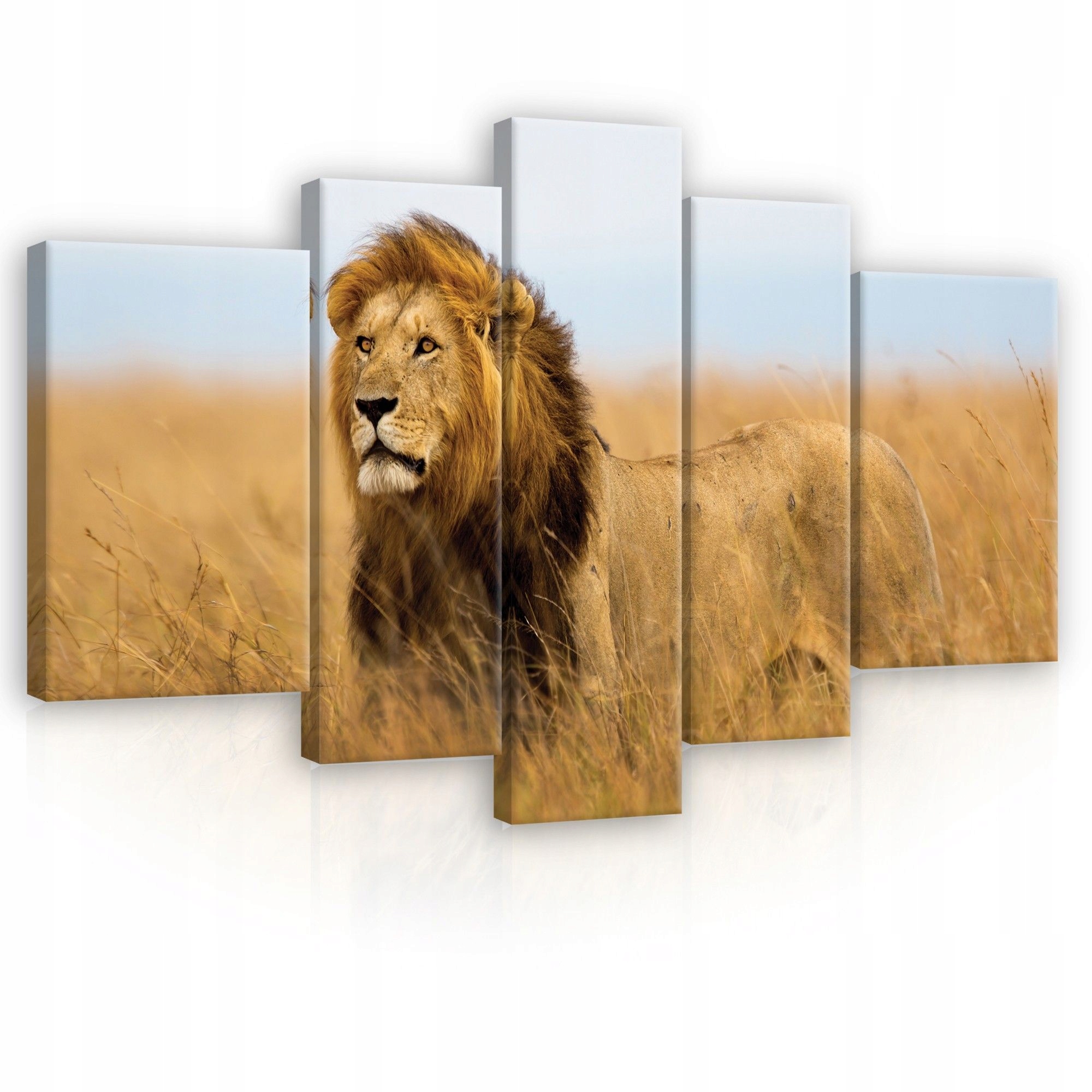 Obraz 170x100 Lev kráľ zvierat savana divoká príroda sila príroda Afriky