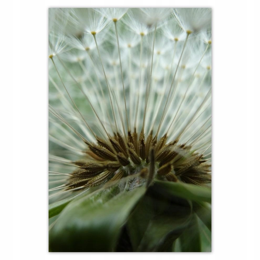 

Plakat 62x93 Dmuchawiec Kwiat Kwiatki
