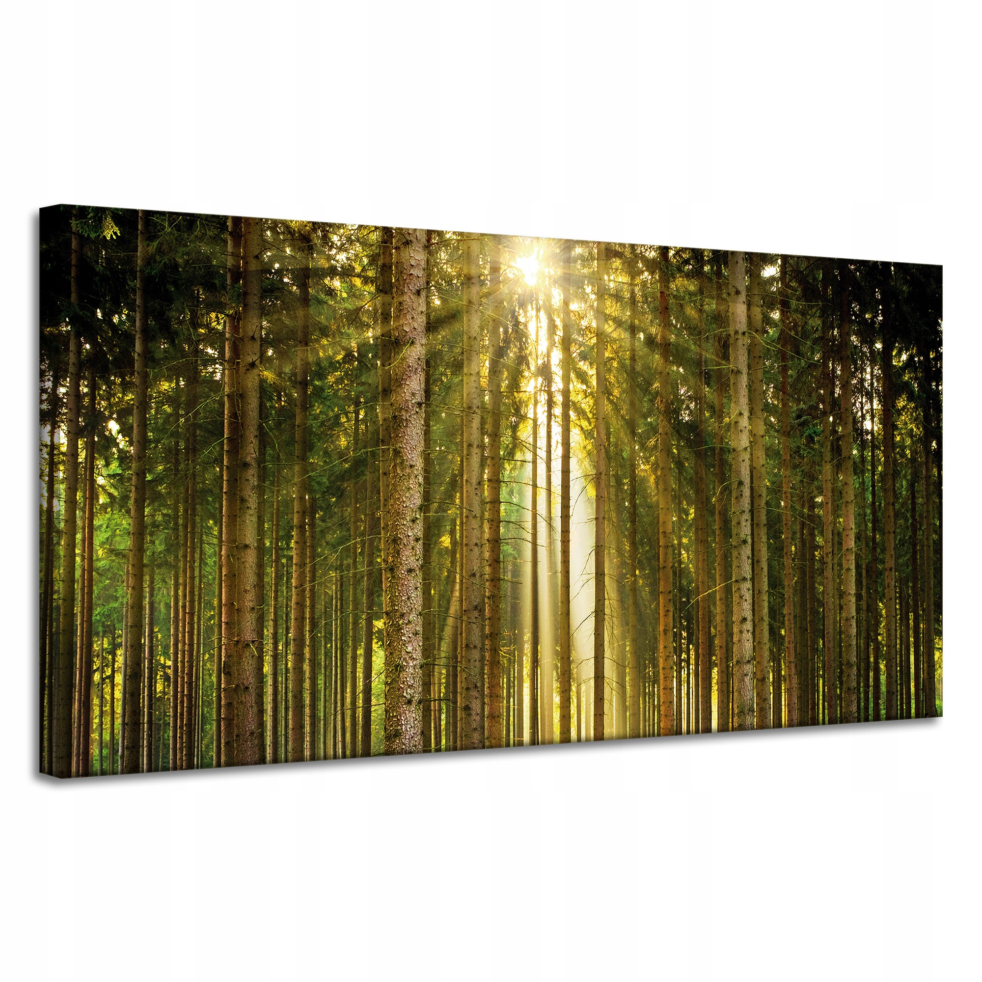 Obraz na plátně Les Stromy Slunce Příroda Jaro 120x60 cm