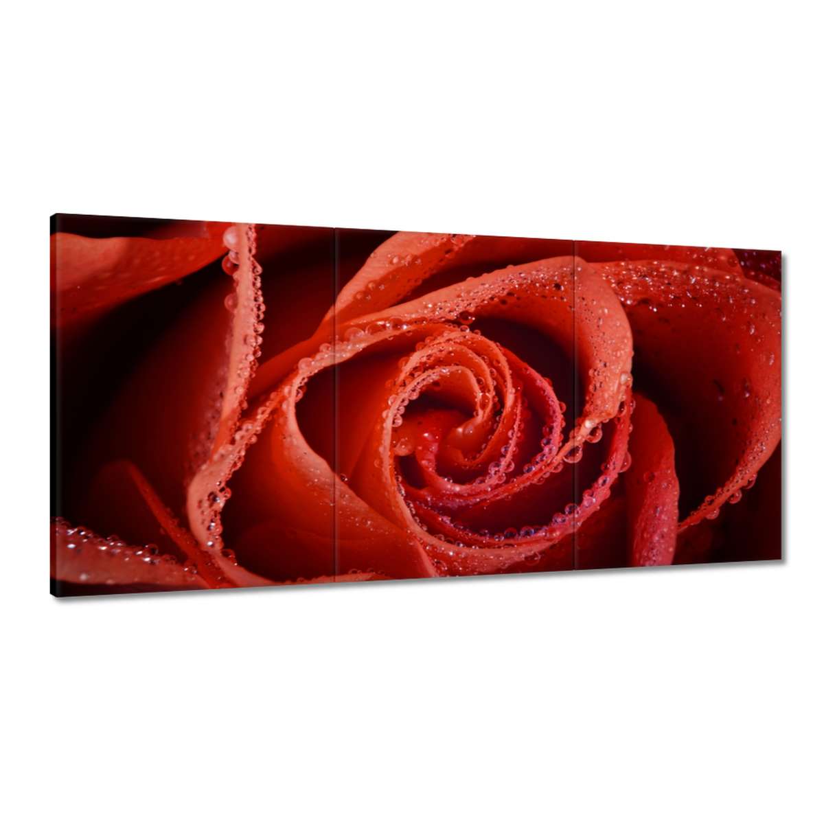 Obrazy 180x90 Kvapky rosy na ruži