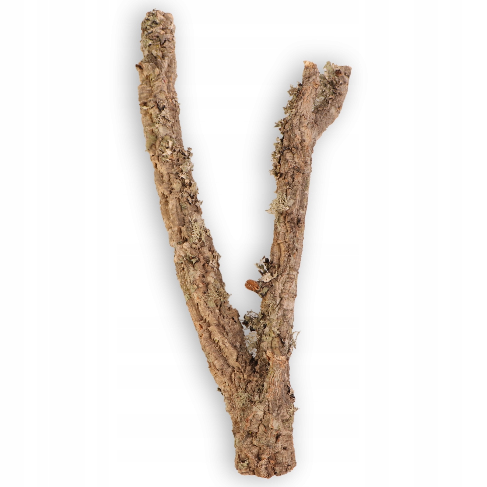 Levně Stromek z korkového dubu 60cm