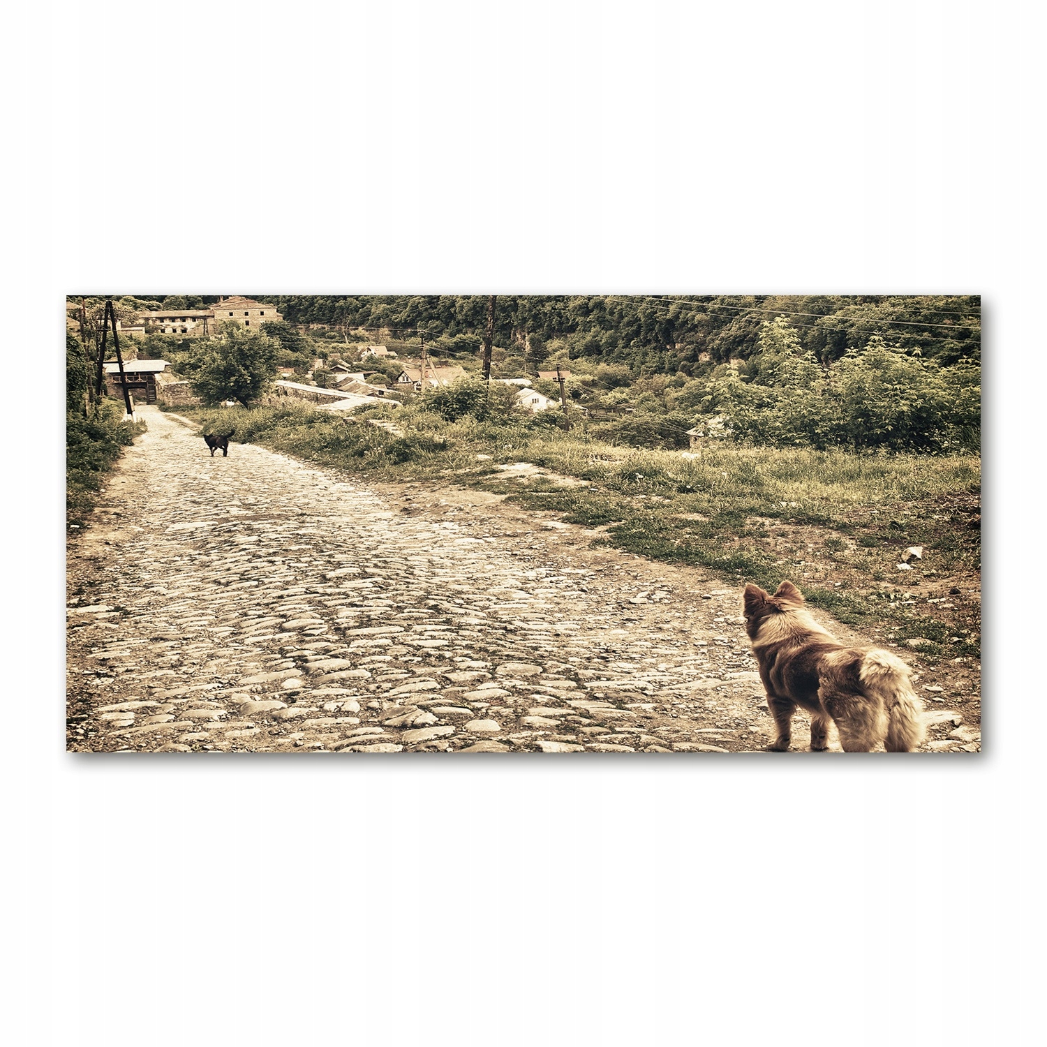 

Foto obraz szkło akryl Dwa psy na wzgórzu 120X60cm