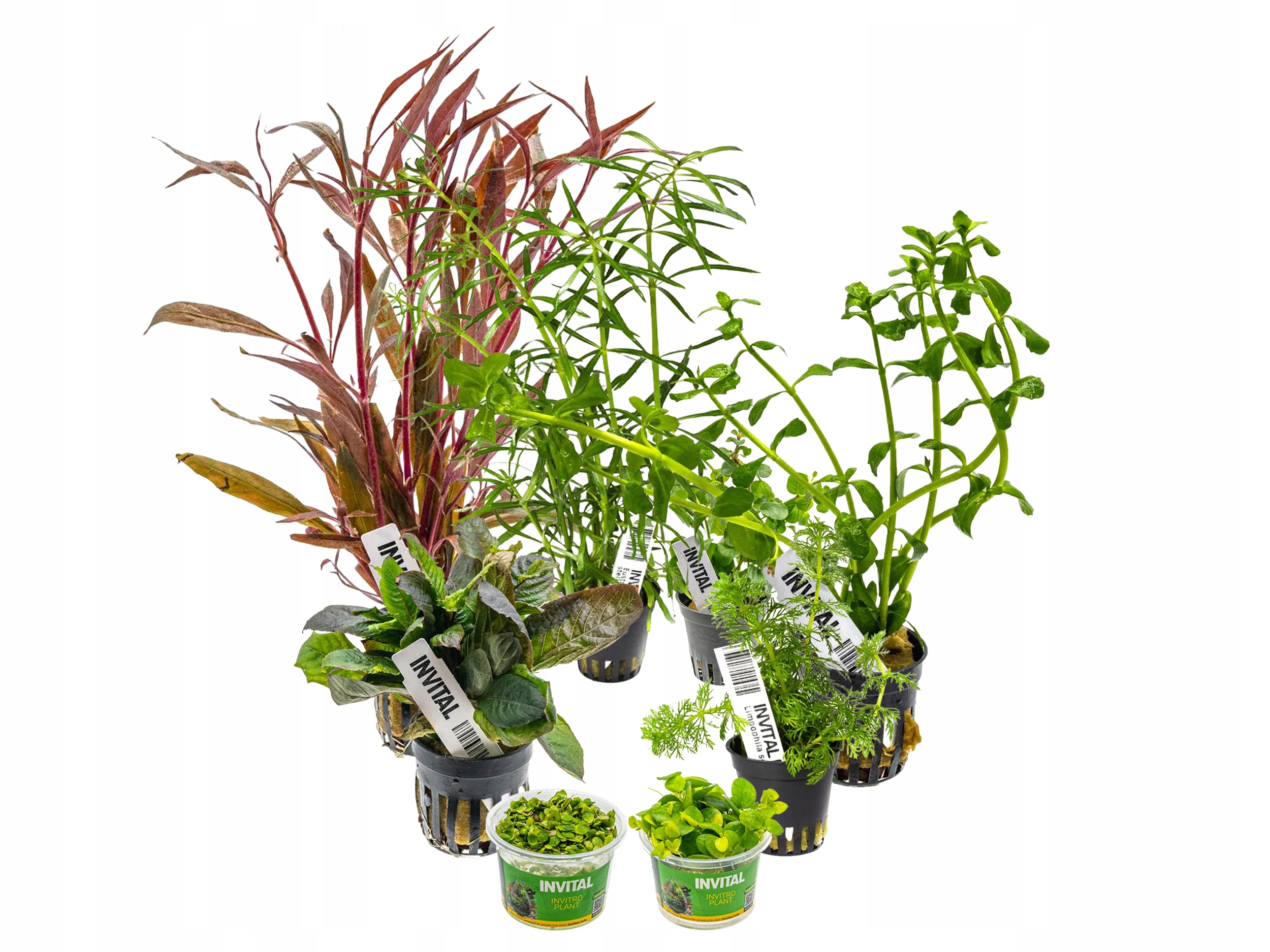 Kolekcja 8 koszyków rośliny przeciw glonom