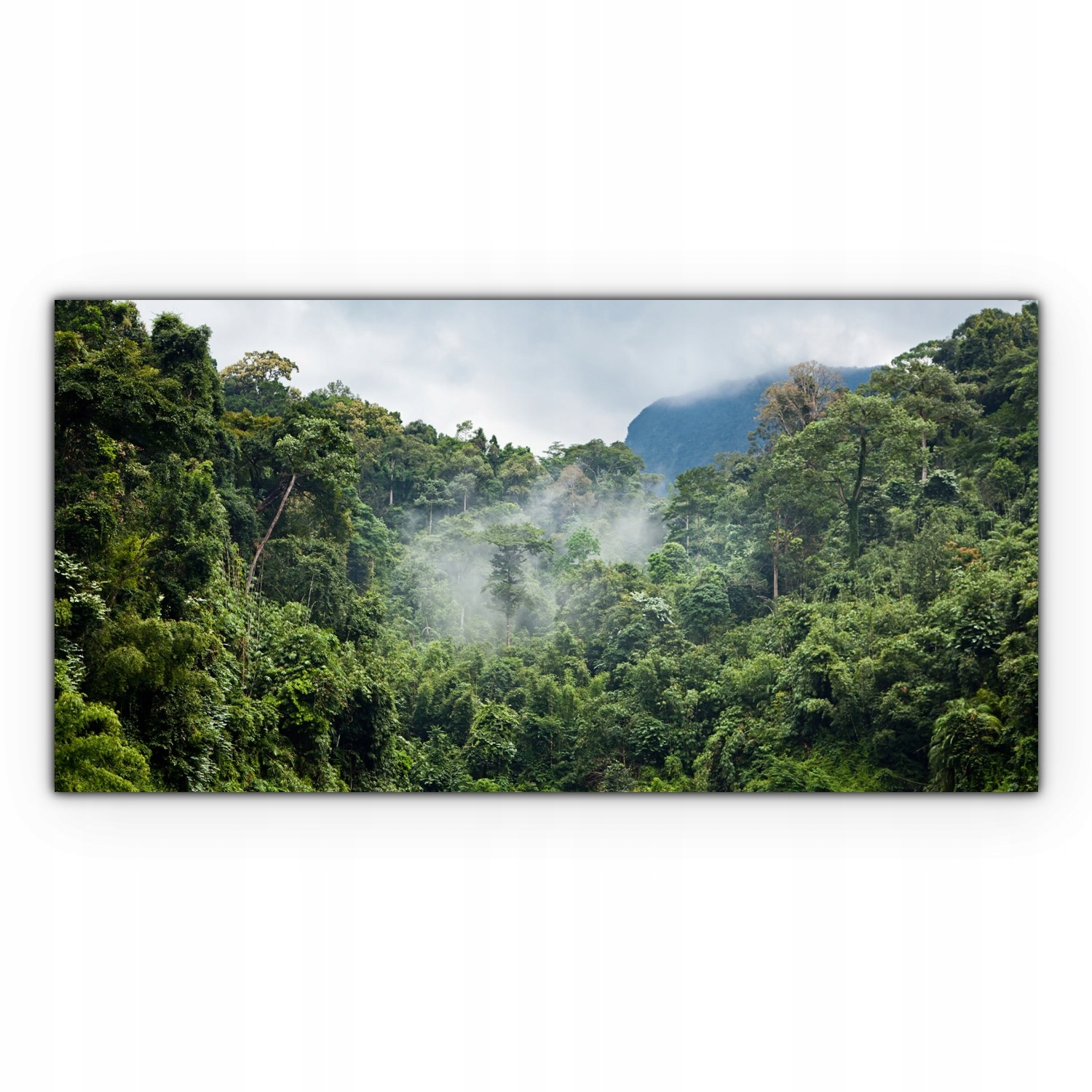 

Obraz canvas na ścianę 100x50 Las Deszczowy Drzewa