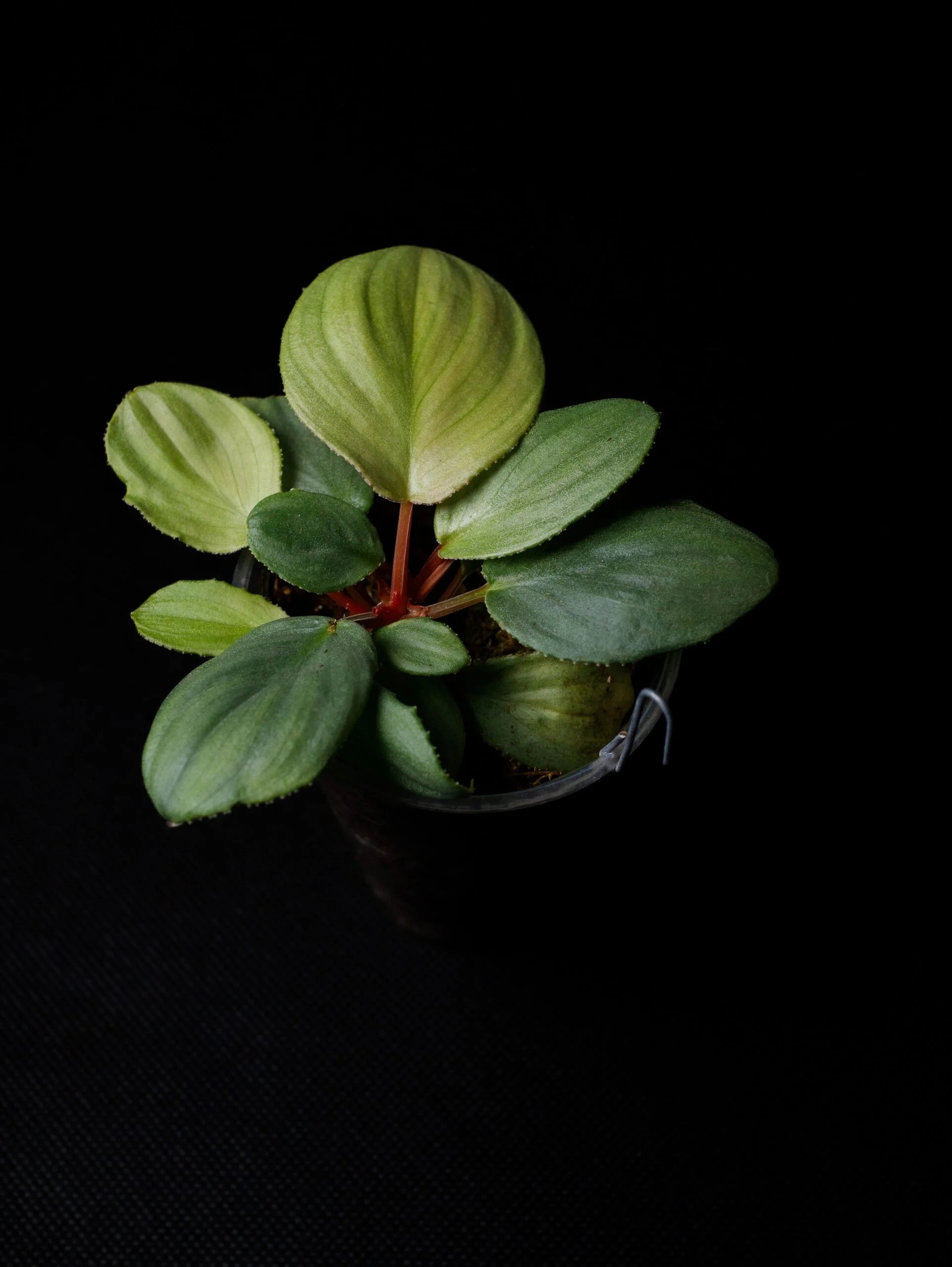 Levně Homalomena sp. "Silver"