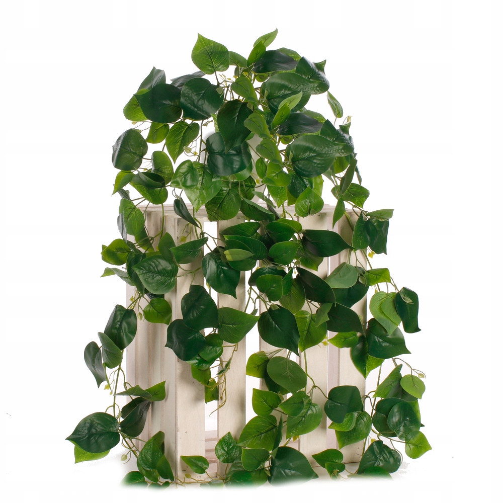 

Pothos Bluszcz Pnącze Zwis Girlanda f-B054