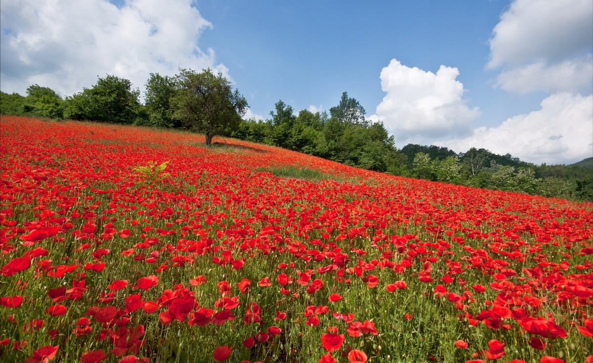 

Fototapeta Flizelinowa Pole maków - 416x254