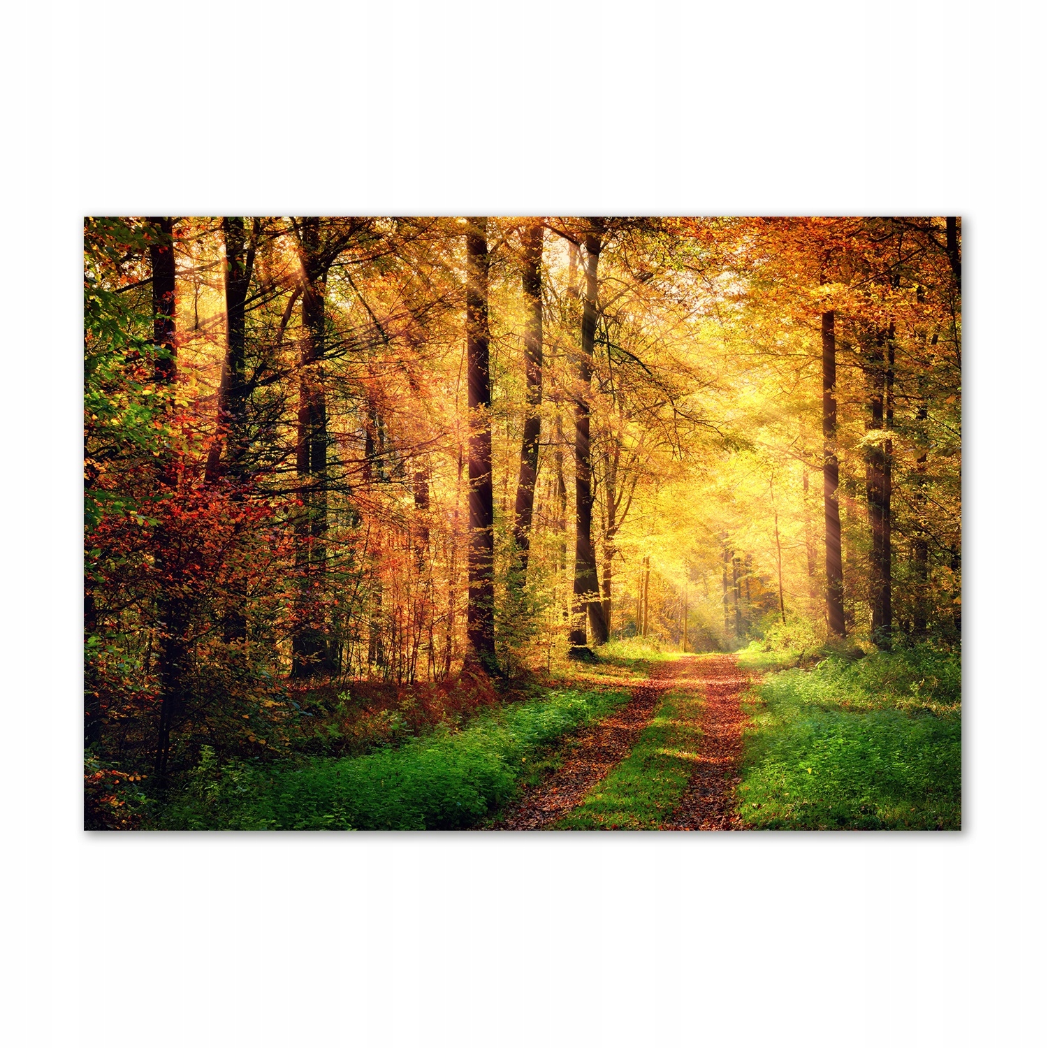 

Foto obraz szkło akrylowy Las jesienią 100x70 cm