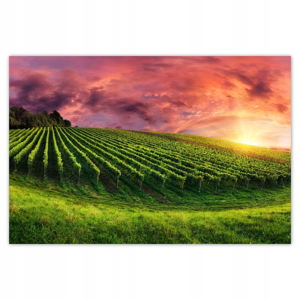 

Plakat 60x40 Winnica Pejzaż Krajobraz