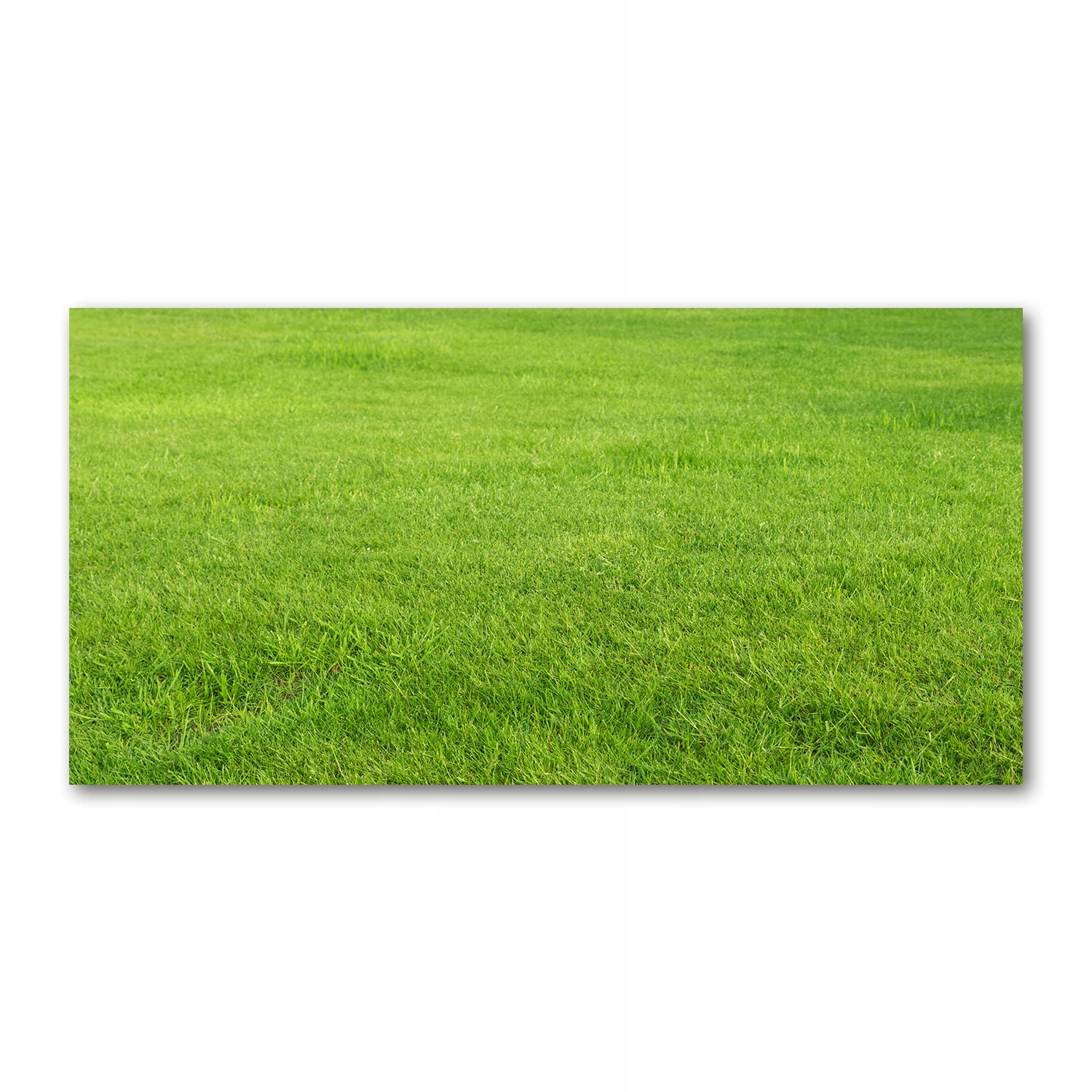 

Foto-obraz akryl Zielona trawa zdjęcie 140x70 cm