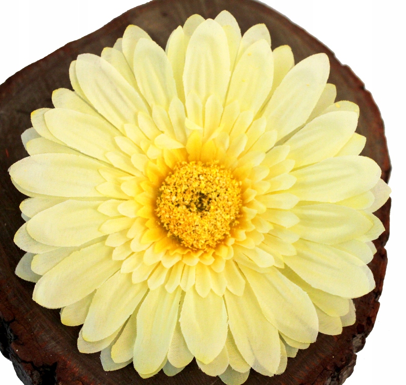 

Gerbera Główka Wyrobowa XXL4 Cytrynowa