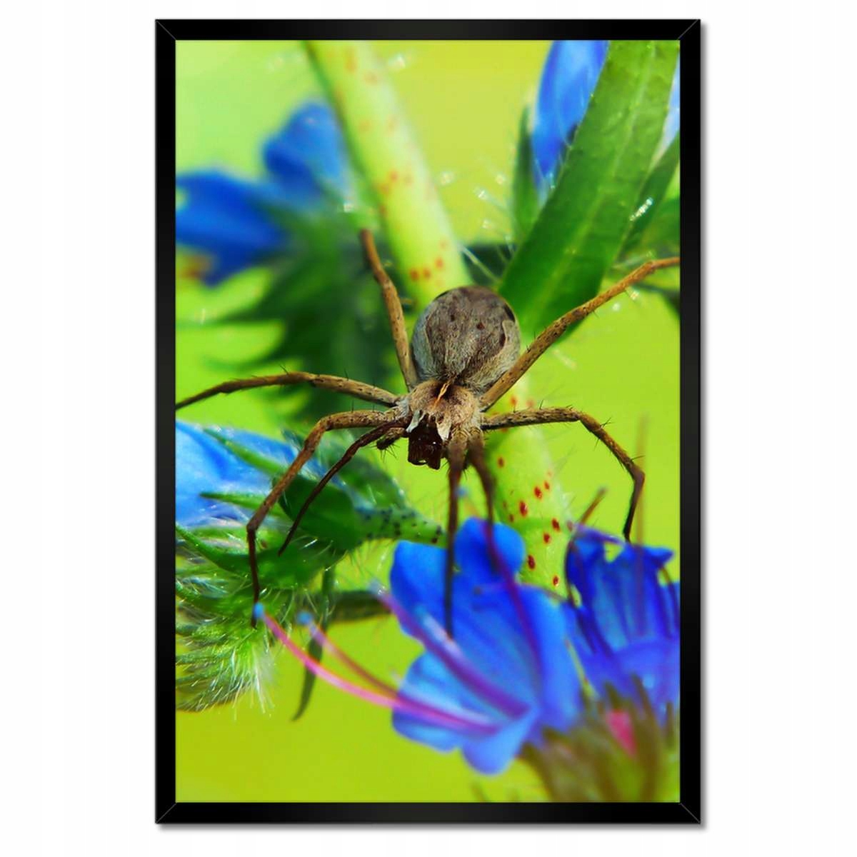 Plakáty v rámu 40x60 Zvířata Zvířátka