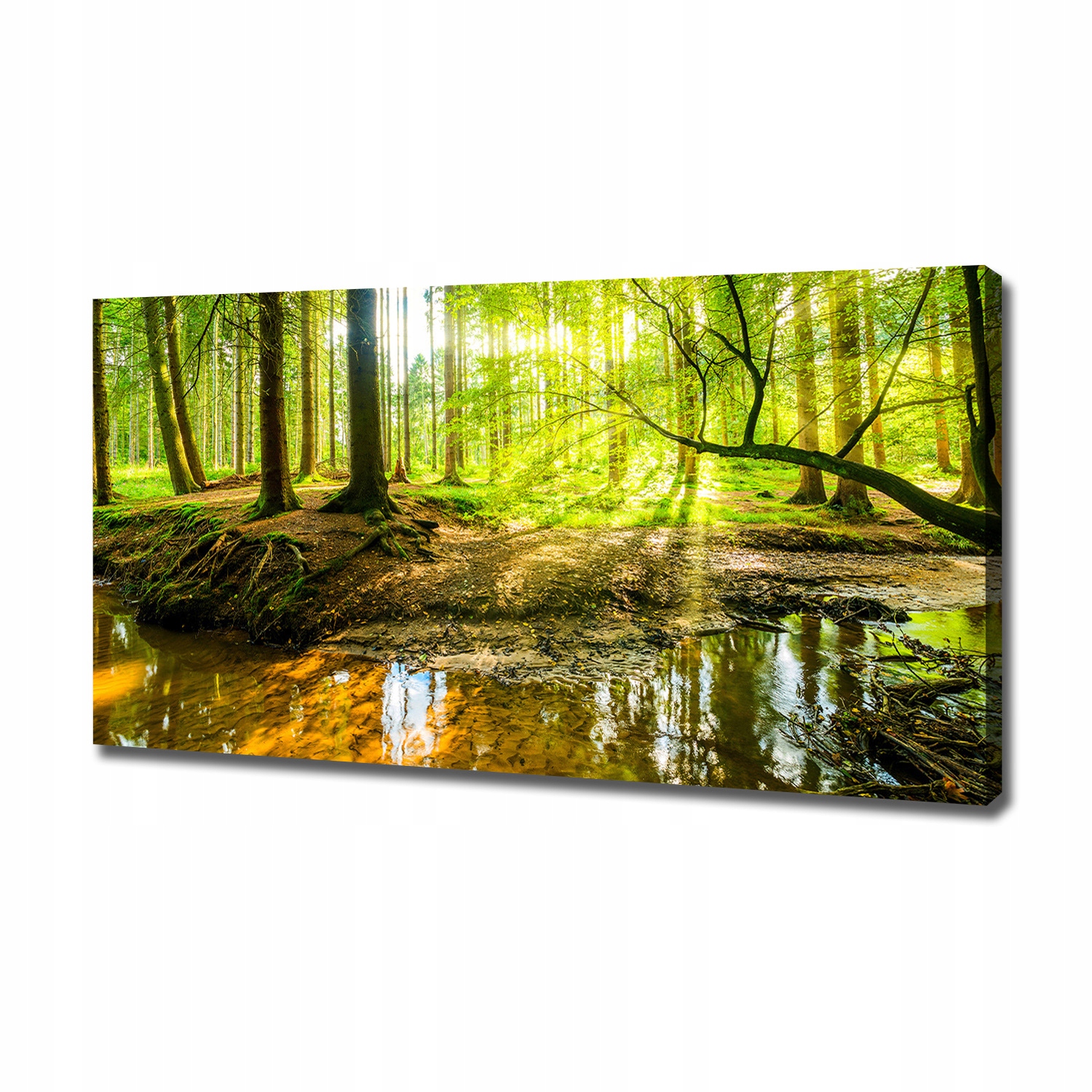 

Foto obraz na płótnie Sadzawka w lesie 120x60 cm