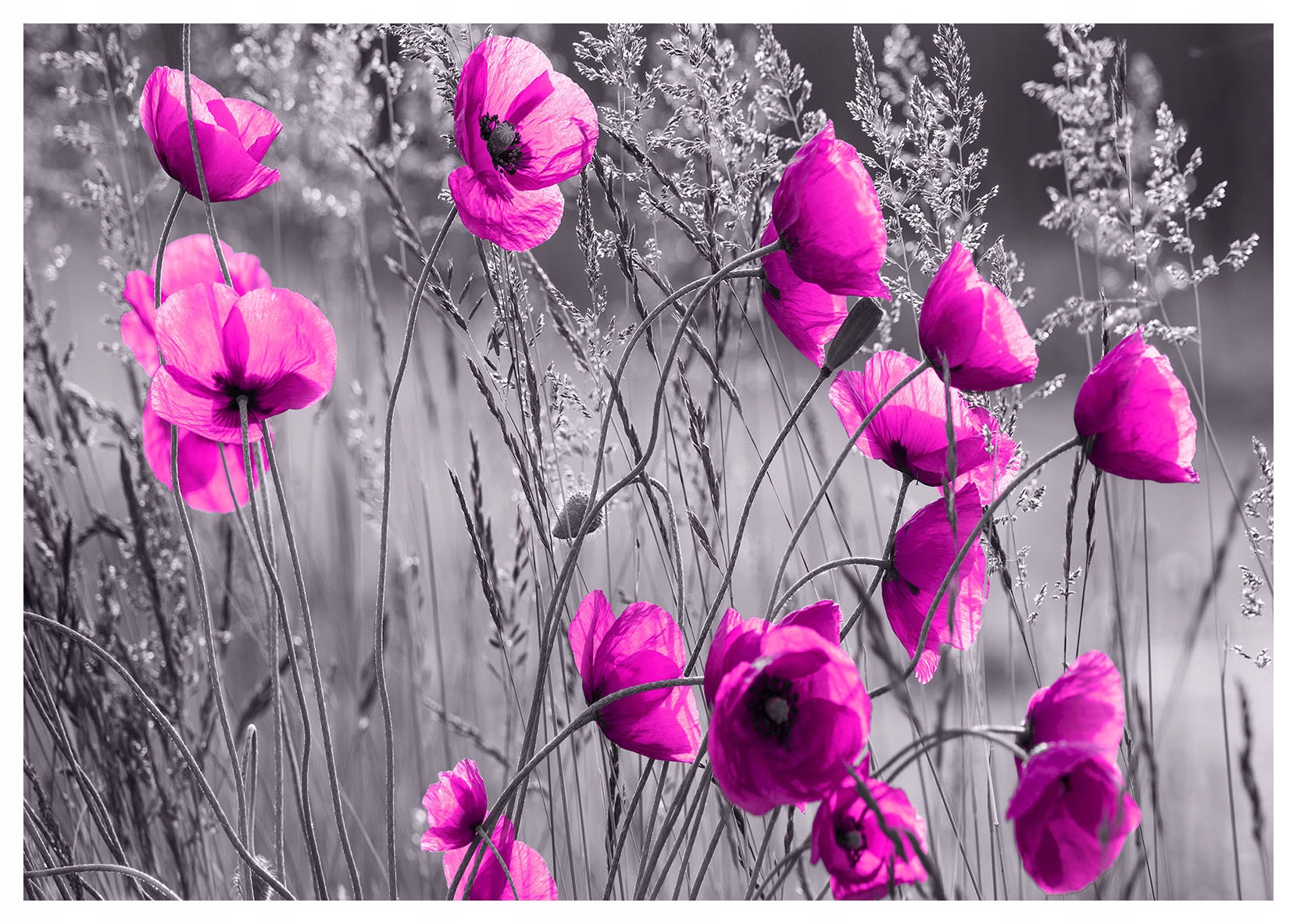 Vliesová fototapeta Ružové maky na sivom pozadí Kontrast 416x254 lepidlo