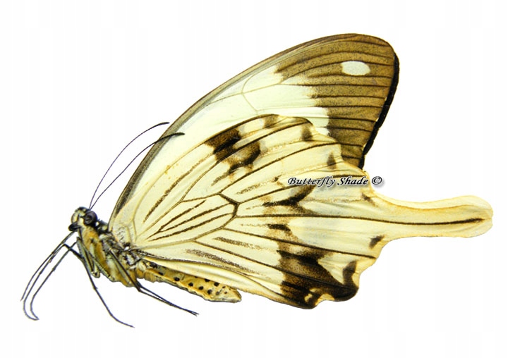 Motyl niepreparowany - Papilio dardanus dardanus, samiec