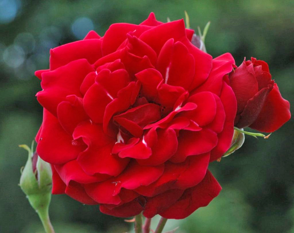 RÓŻA PNĄCA MUSHIMARA PAKIET 2 SZTUK