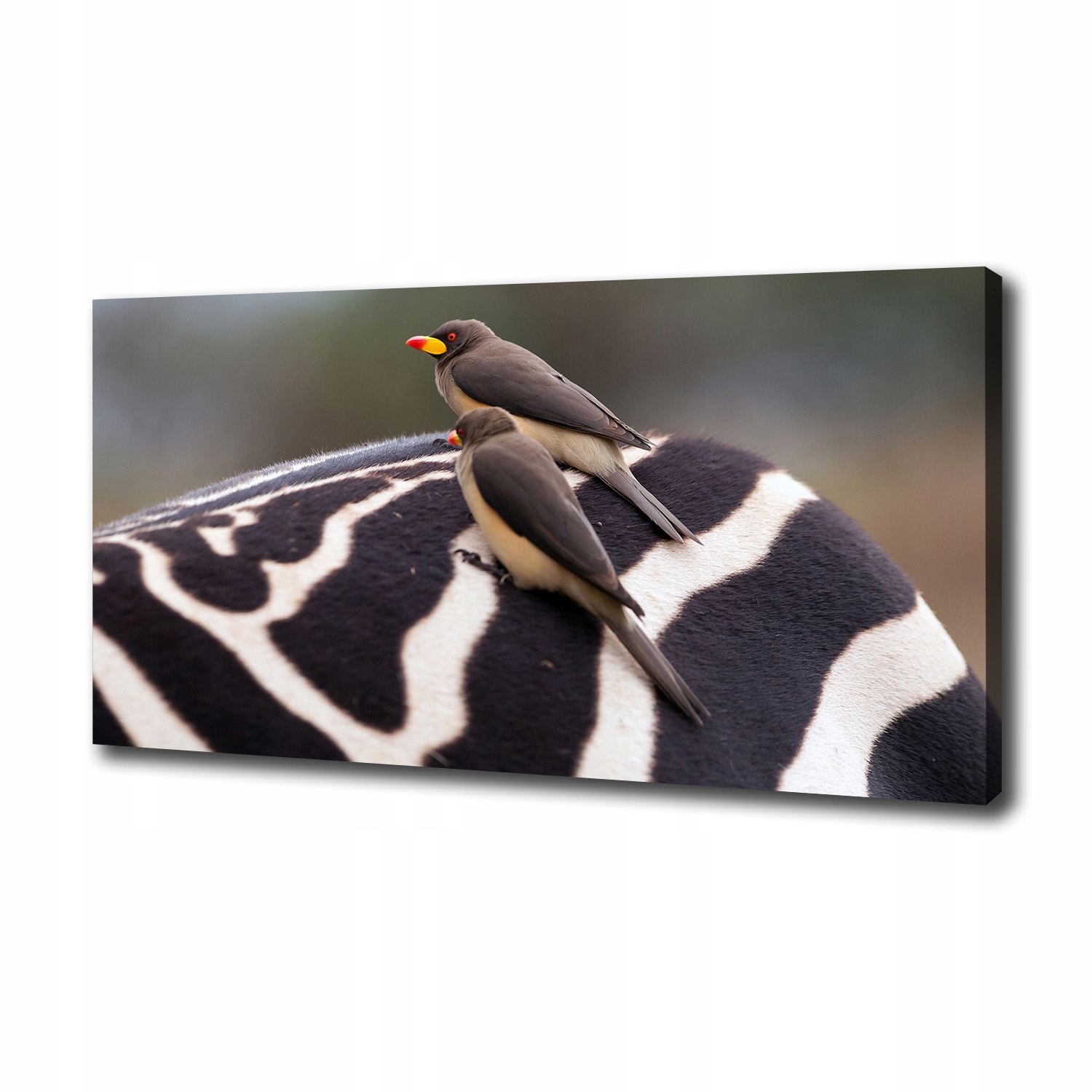 

Foto obraz na płótnie Ptaki i zebra 100x50 cm