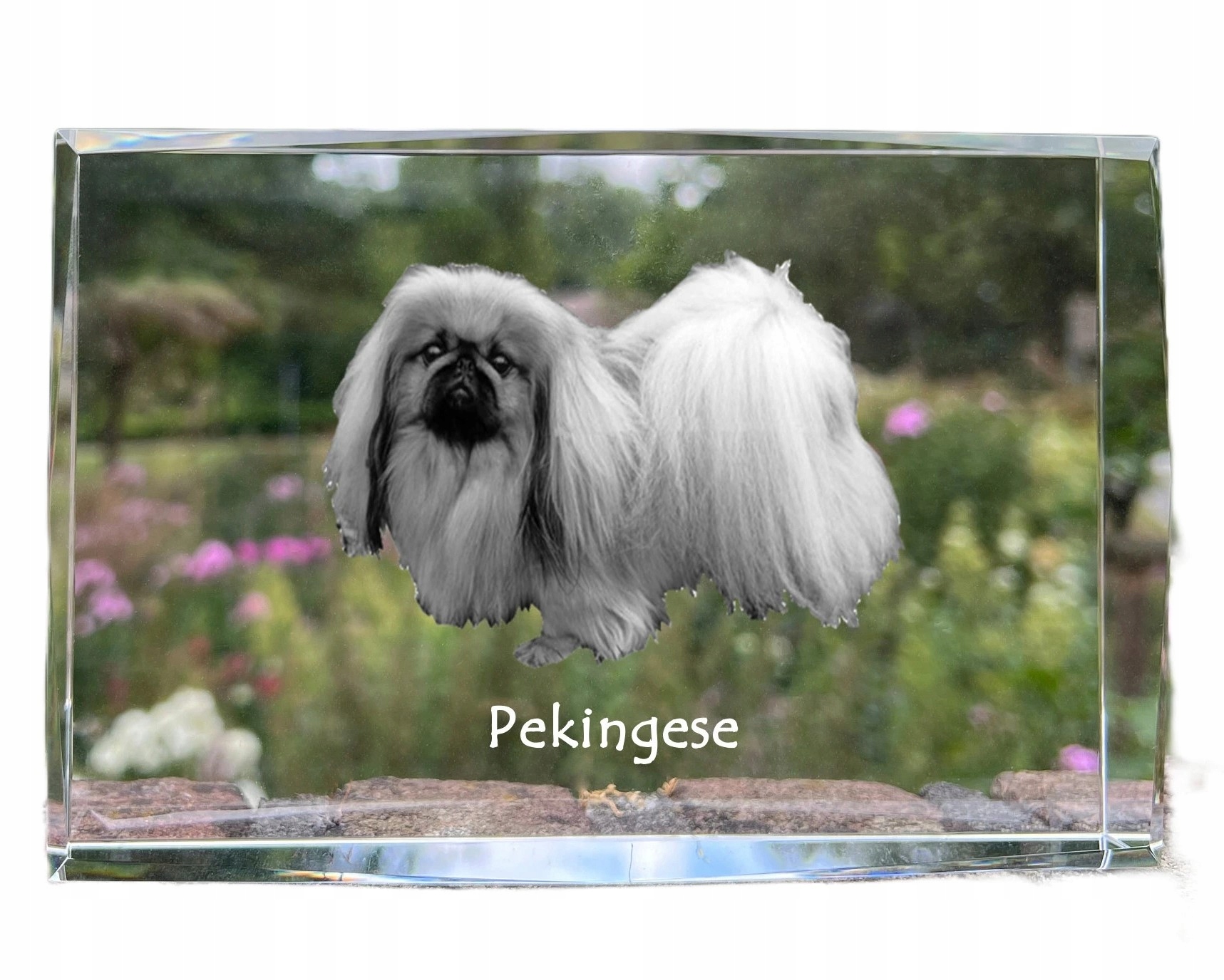 Pekián fotografia psa v kryštáli, suvenír, trofej, poďakovanie