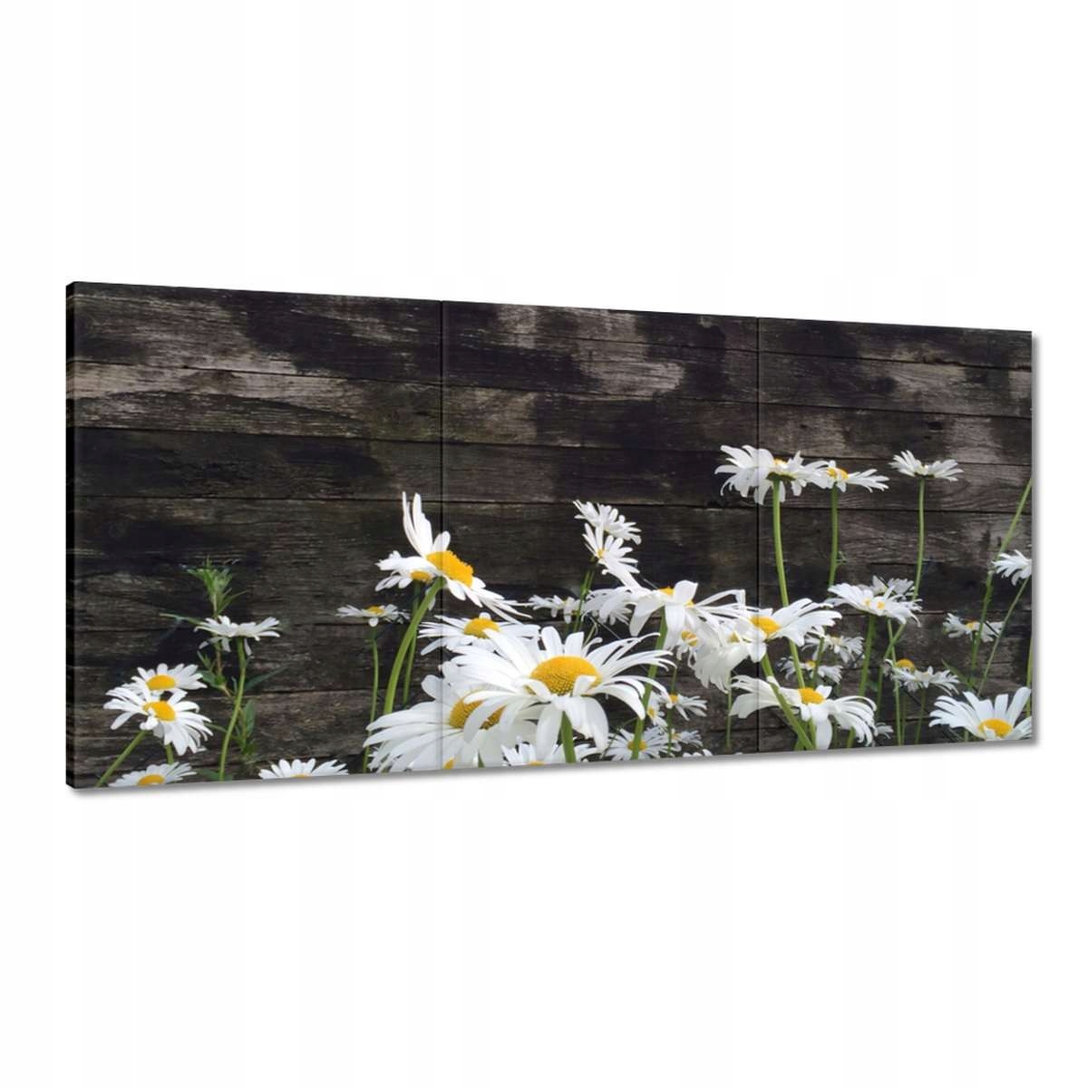 Obrazy 180x90 Margarétky