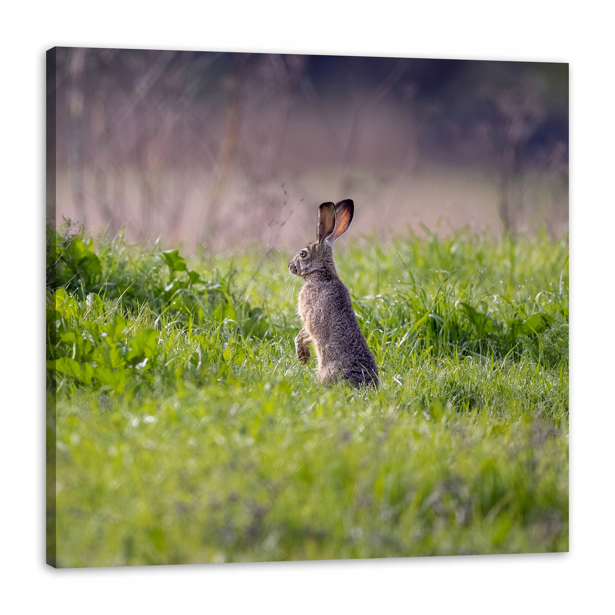 Obraz na plátně Zvířata Zajíc 80x80 cm