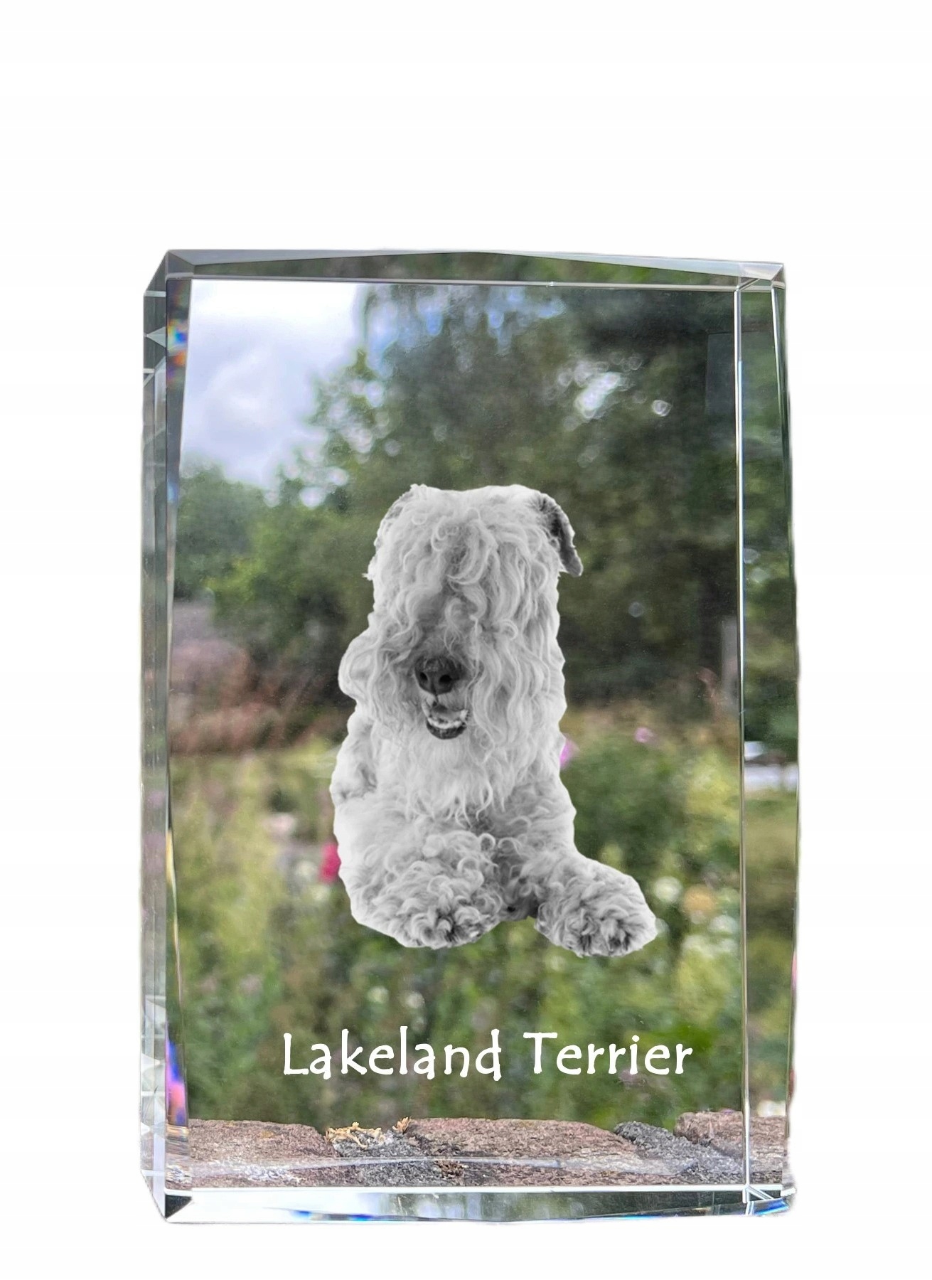 Lakelandský teriér fotografia psa v kryštáli, suvenír, trofej, poďakovanie