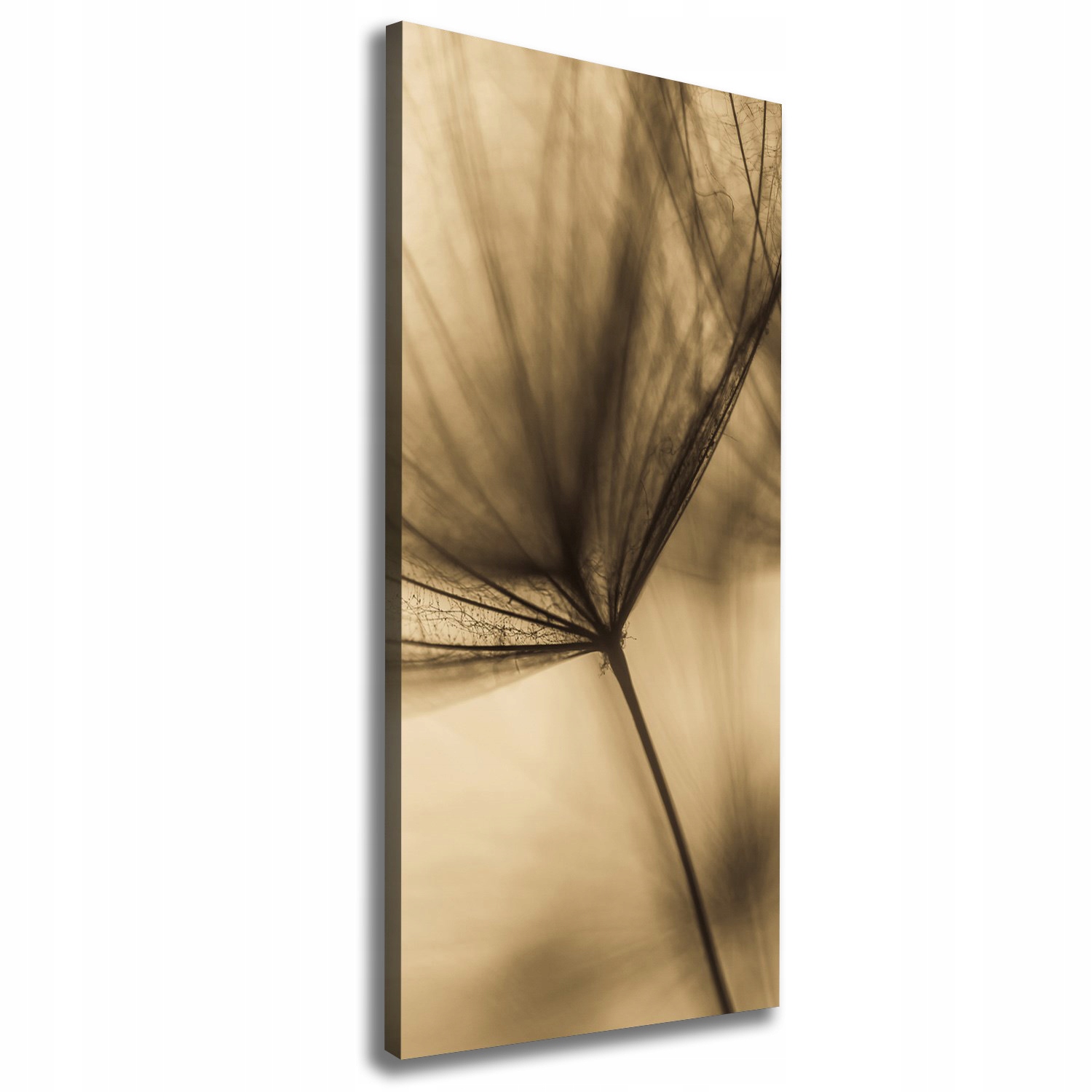 

Foto obraz na płótnie Nasiono dmuchawca 50x125 cm