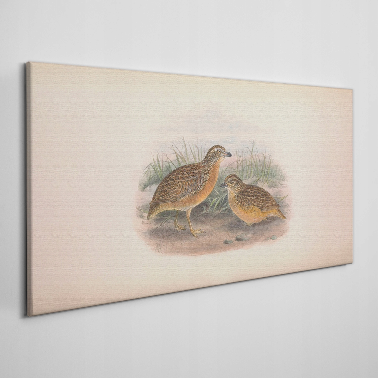 

Płótno foto obraz na ramie Ptaki zwierzęta 100x50