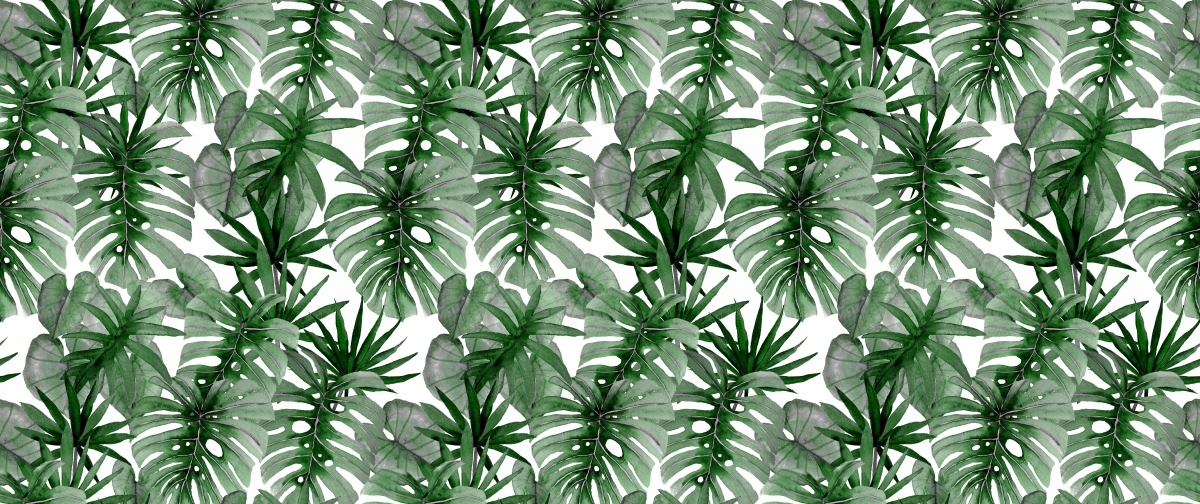 

Tapeta Flizelinowa Tropikalna Monstera 250x104