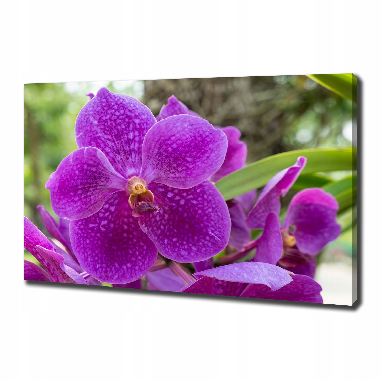 

Foto obraz canvas na ścianę Orchidea 100x70 cm