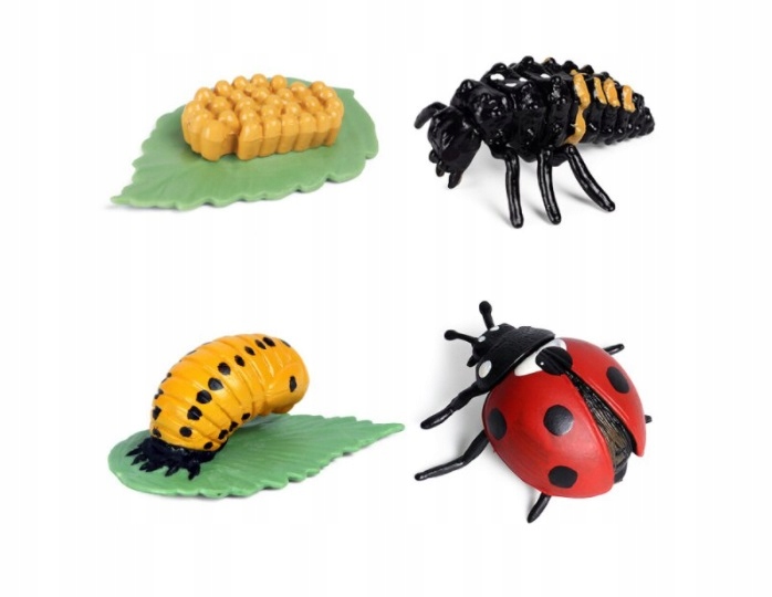 

figurki cykl rozwoju życia Montessori biedronka