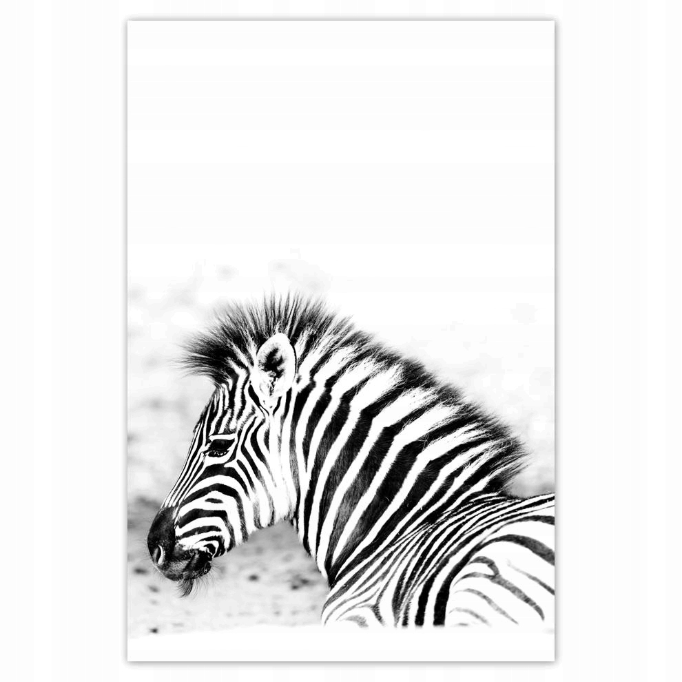 

Plakaty 40x60 Zebra Paski
