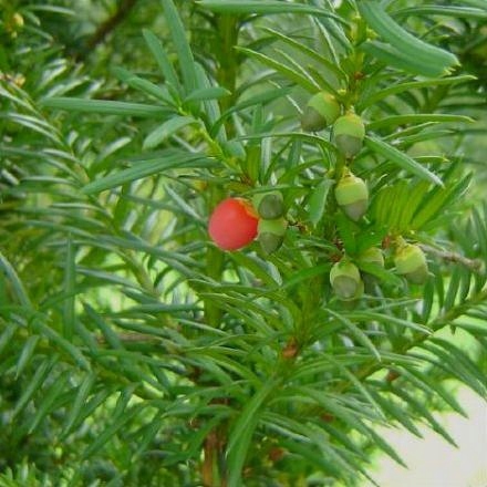 CIS ПРОМЕЖУТОЧНЫЙ HICKSII НА ИЗГОРОДЬ И ШПАЛЕРА РЕКОМЕНДУЮ