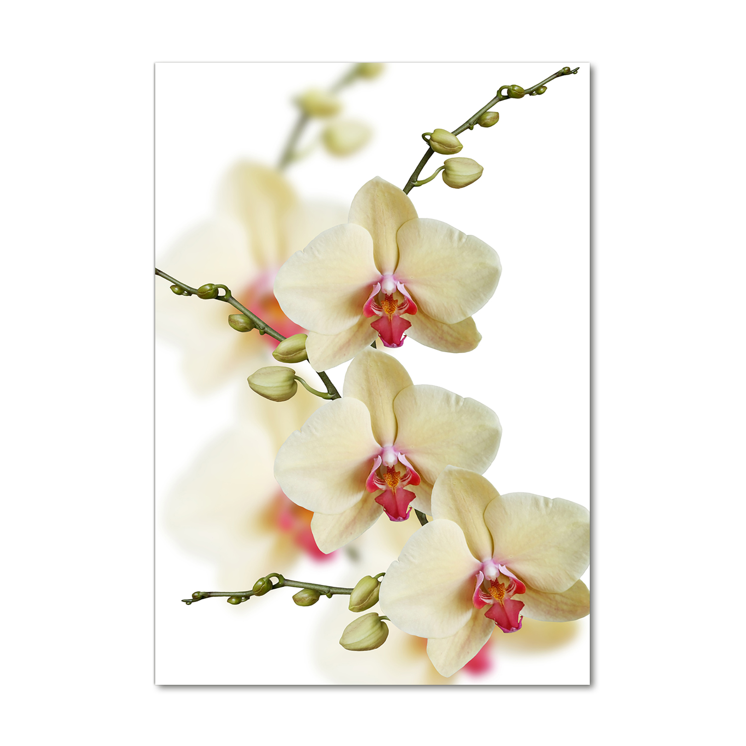 Fotoobraz tvrzené sklo Orchidej 70 x 100 cm