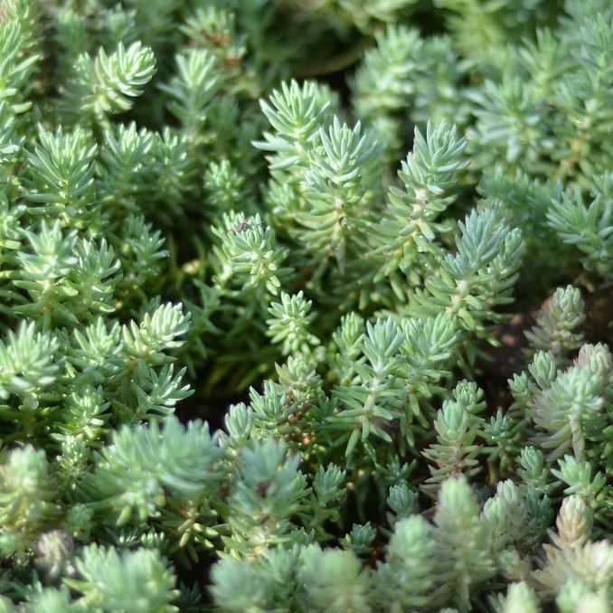 Rozchodnik ościsty Blue Spruce | P9