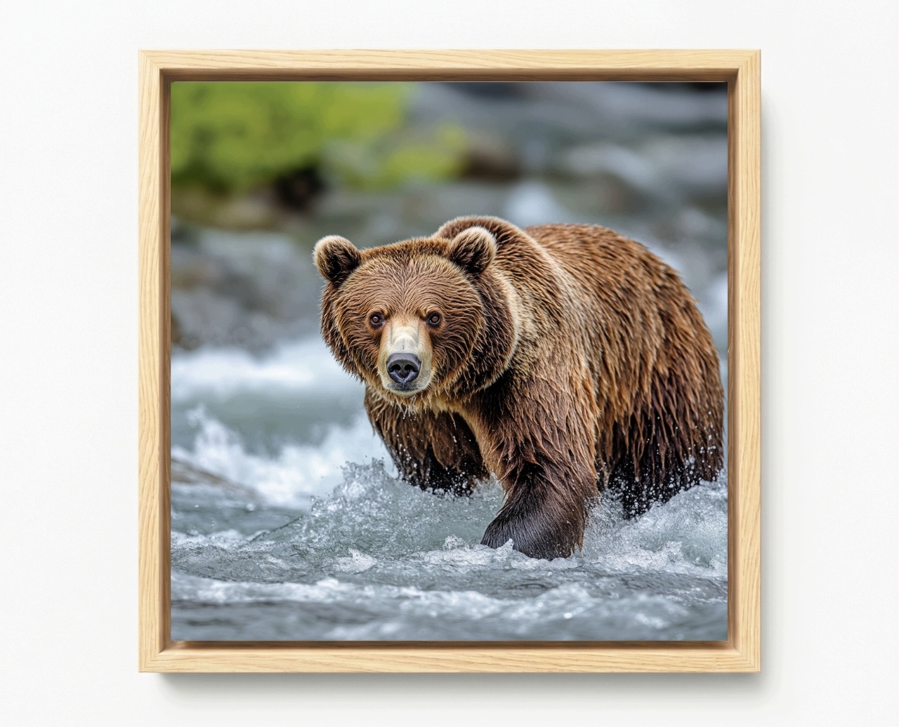 Obraz Rám Americký Box Foto Zvíře Medvěd Hnědý Medvídek Řeka 60x60