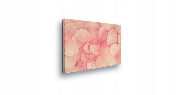 Obraz 80x60 Jemnost pastel okvětní lístky květ hortenzie růžový pudrový klid
