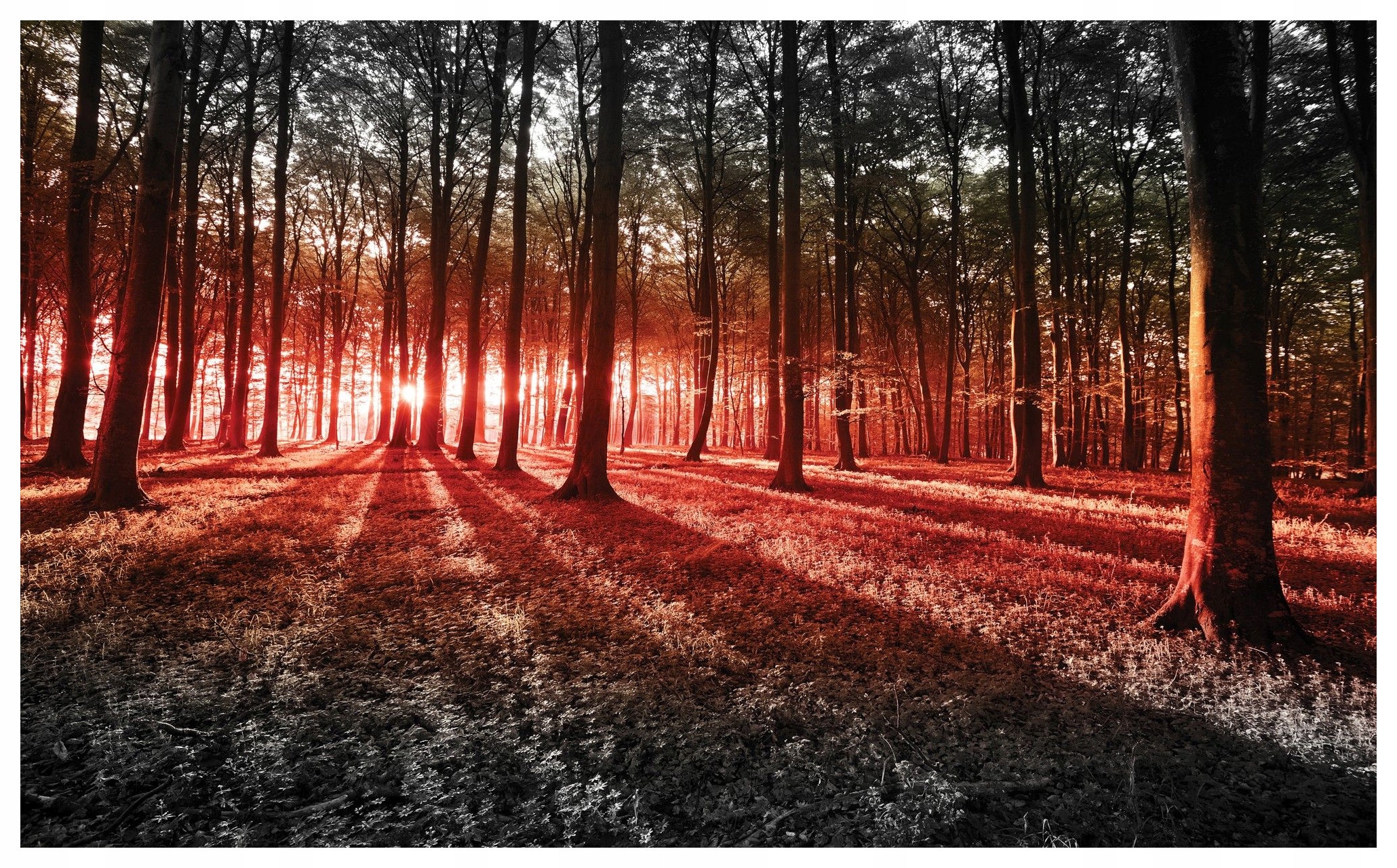 Fototapeta Sluneční les paprsky stíny stromy příroda 208x146 lepidlo