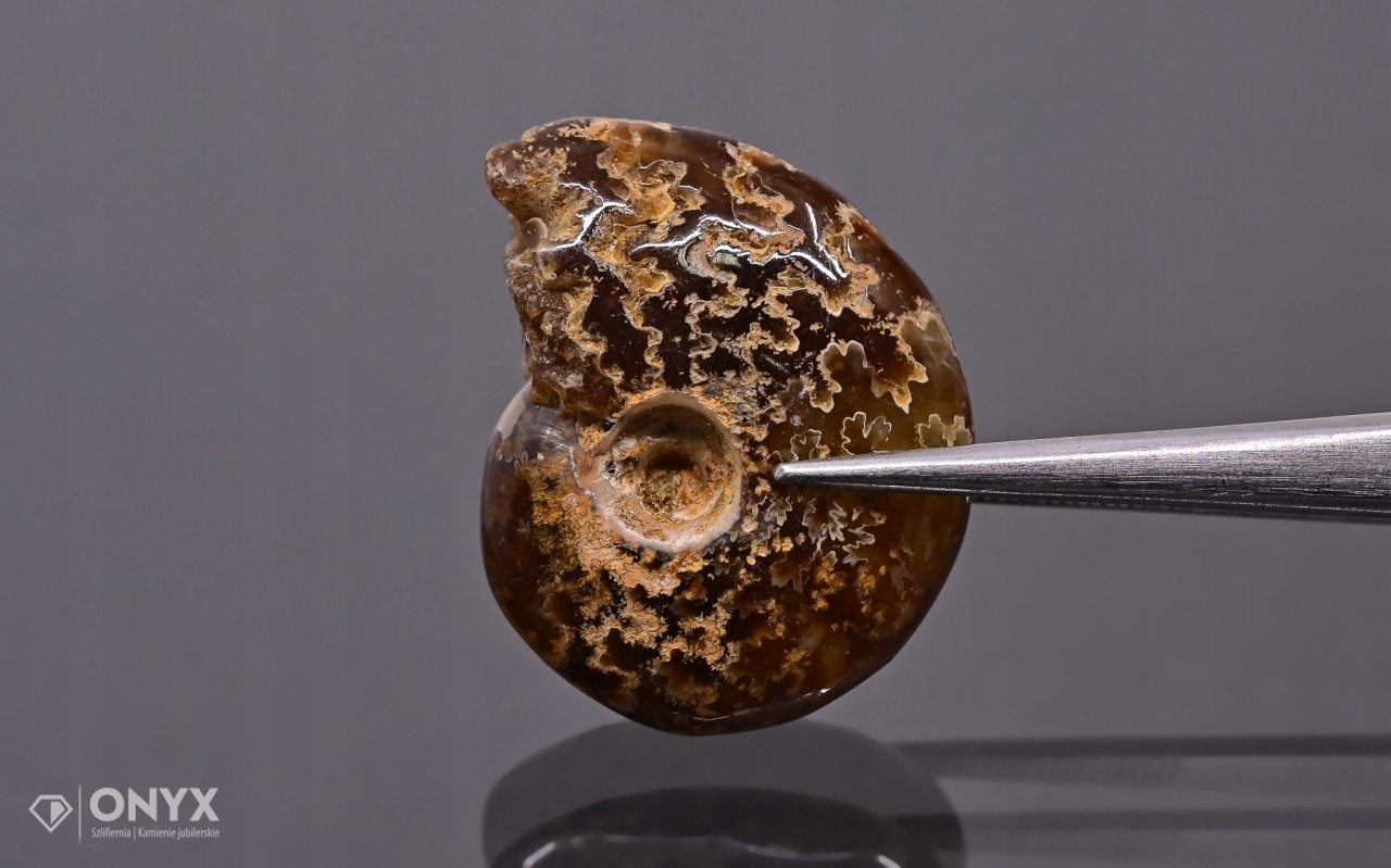 Amonit z Madagaskaru nepravidelný 23x18 mm