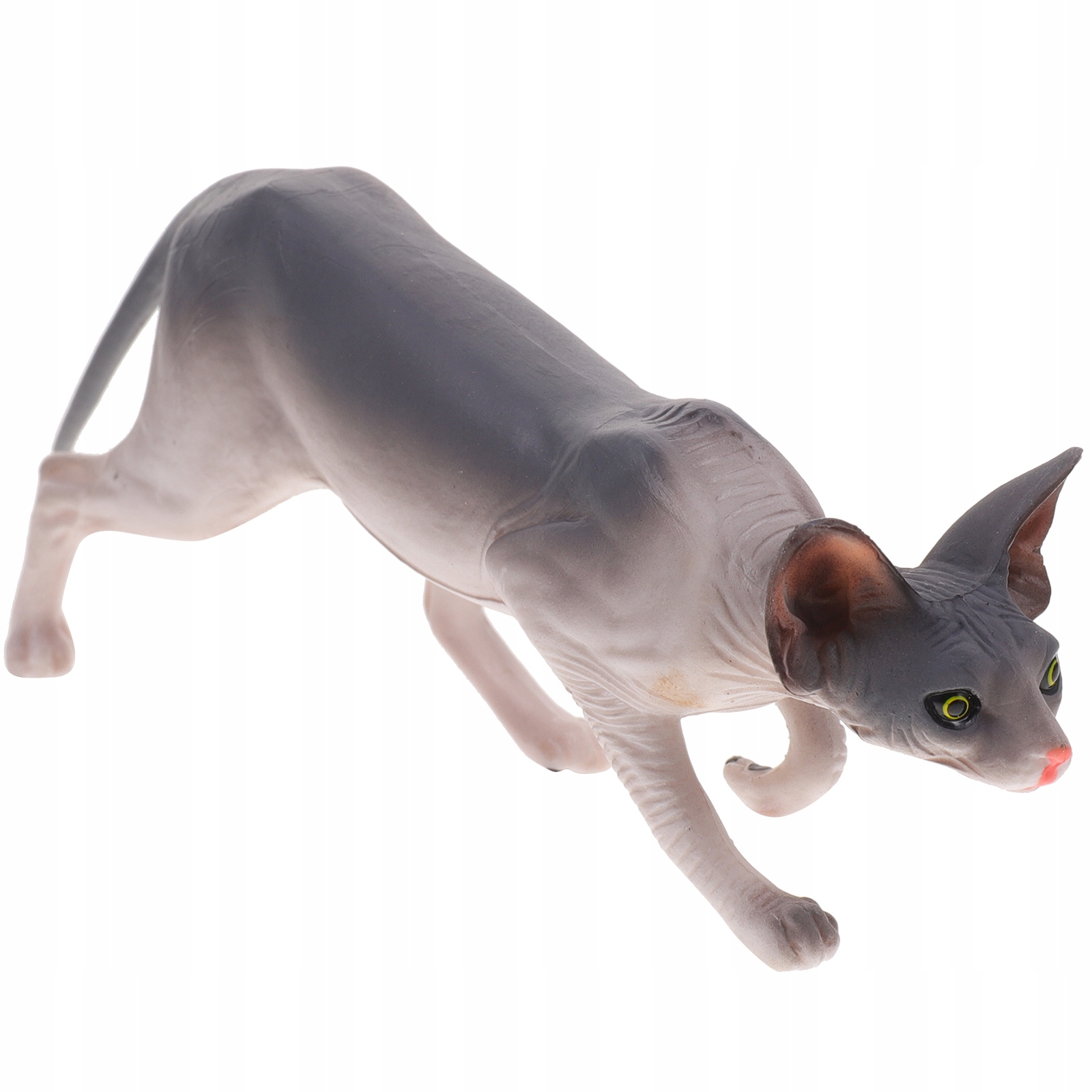 Bezwłosy kot model zwierzęcy kot domowy