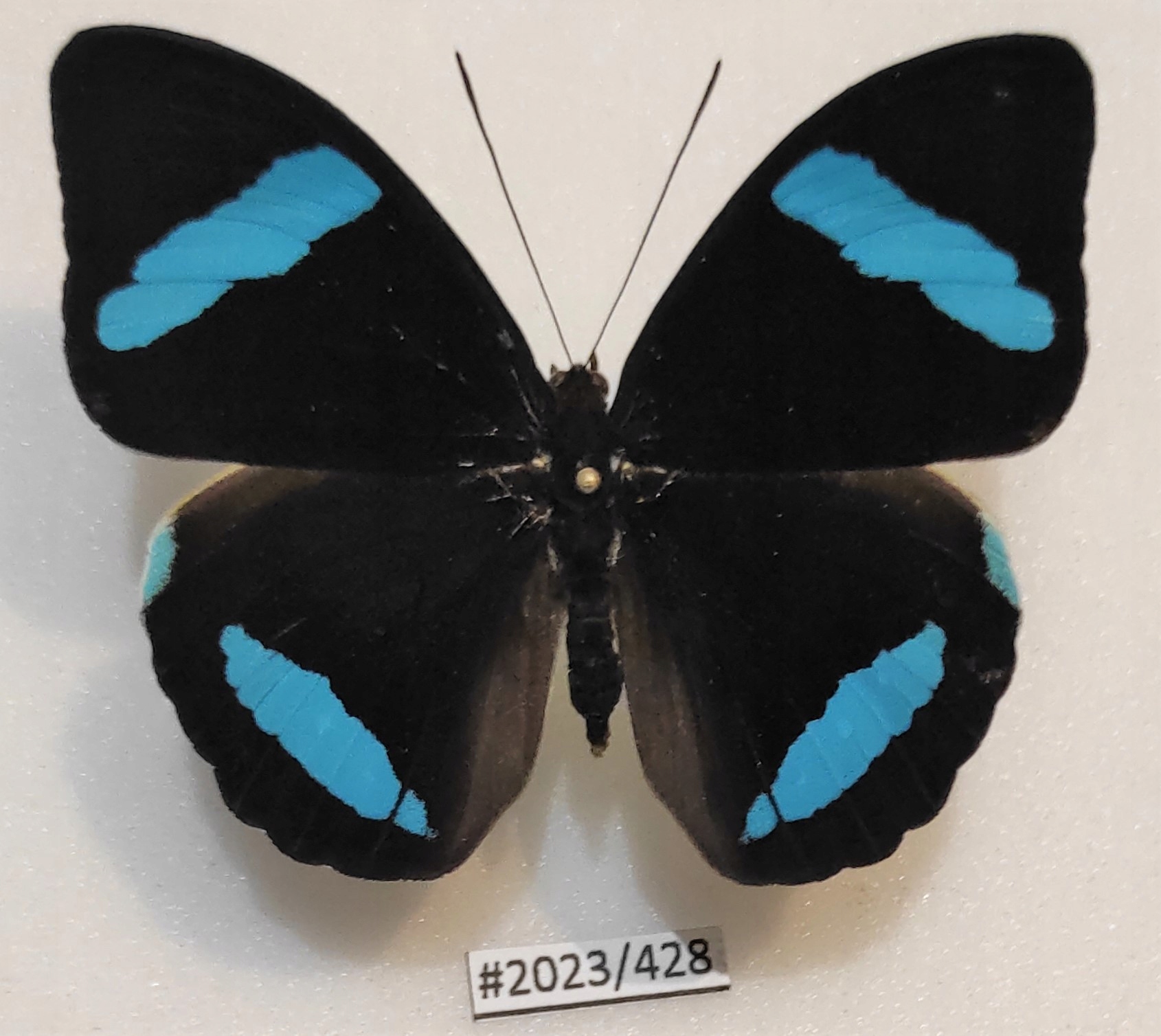 Motyl nessaea hewitsoni strona grzbietowa .