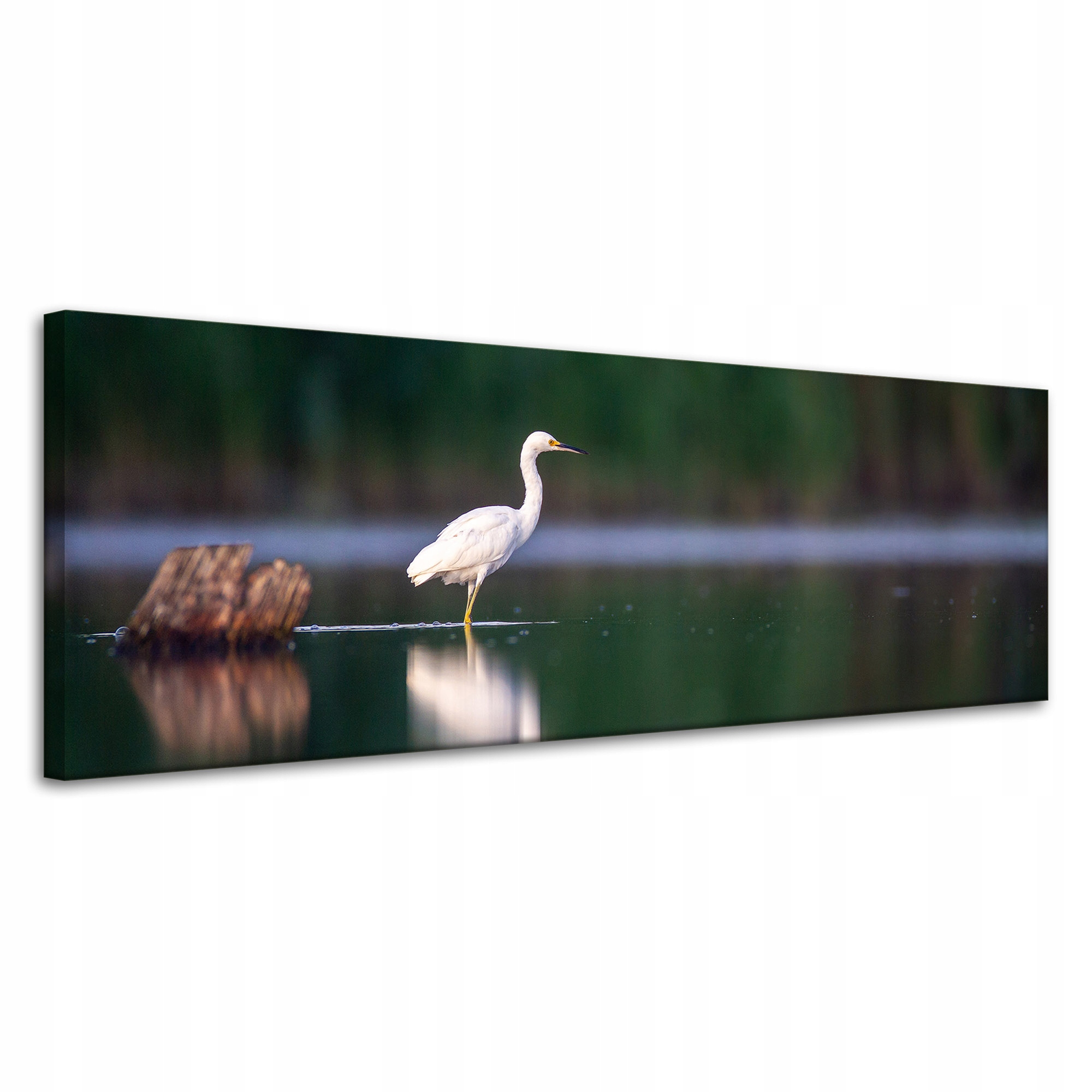 Obraz Canvas Zvířata Čapla Bílá Pták 120x40 cm